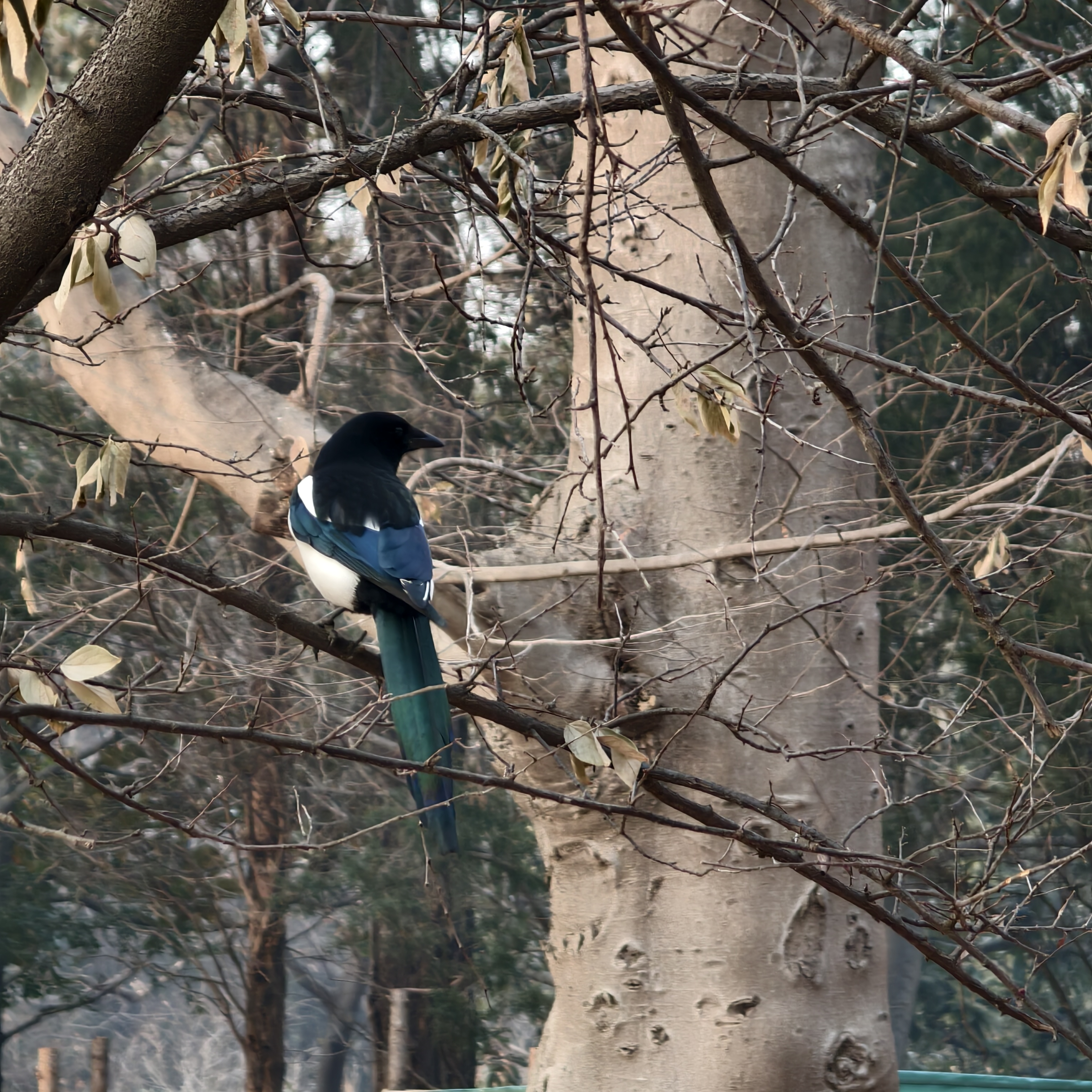 Recent bird photo