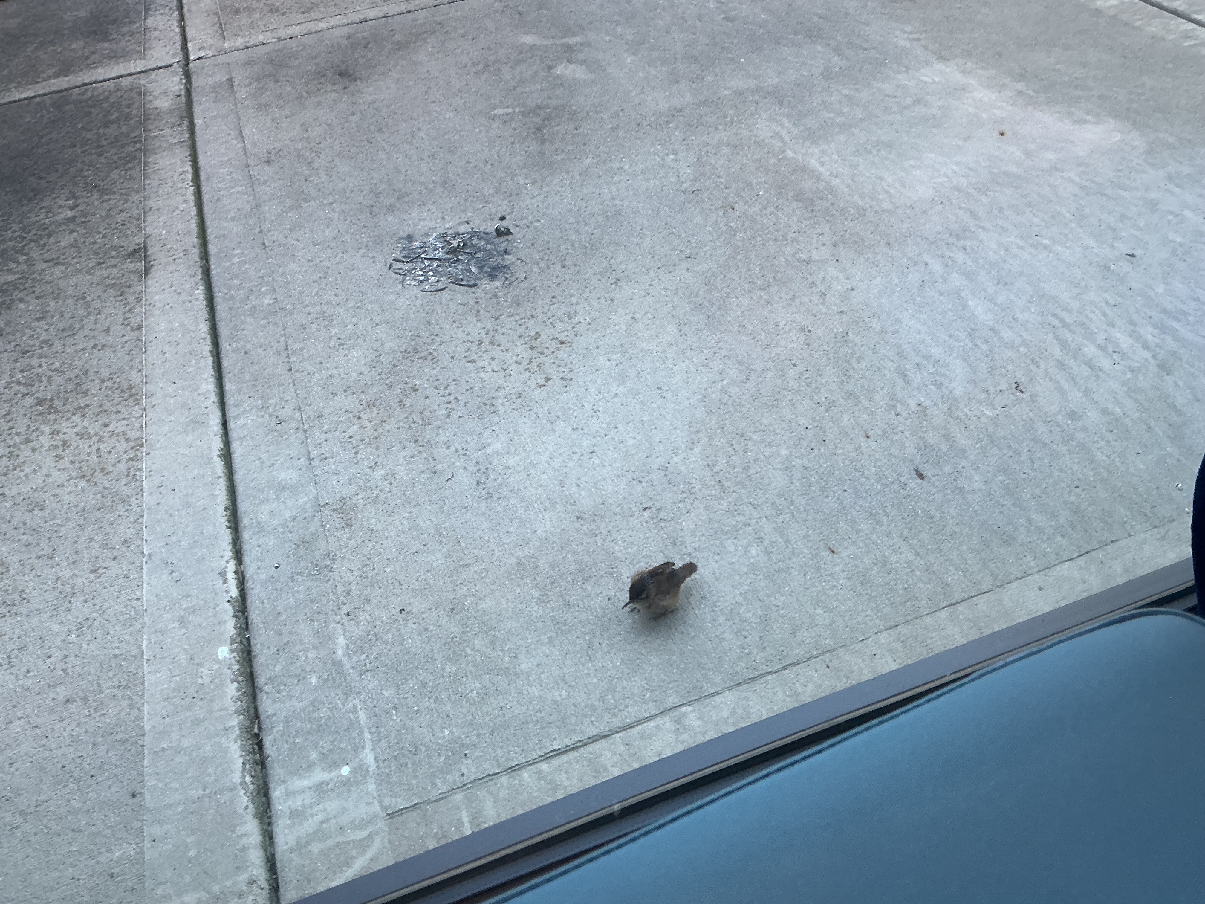Recent bird photo