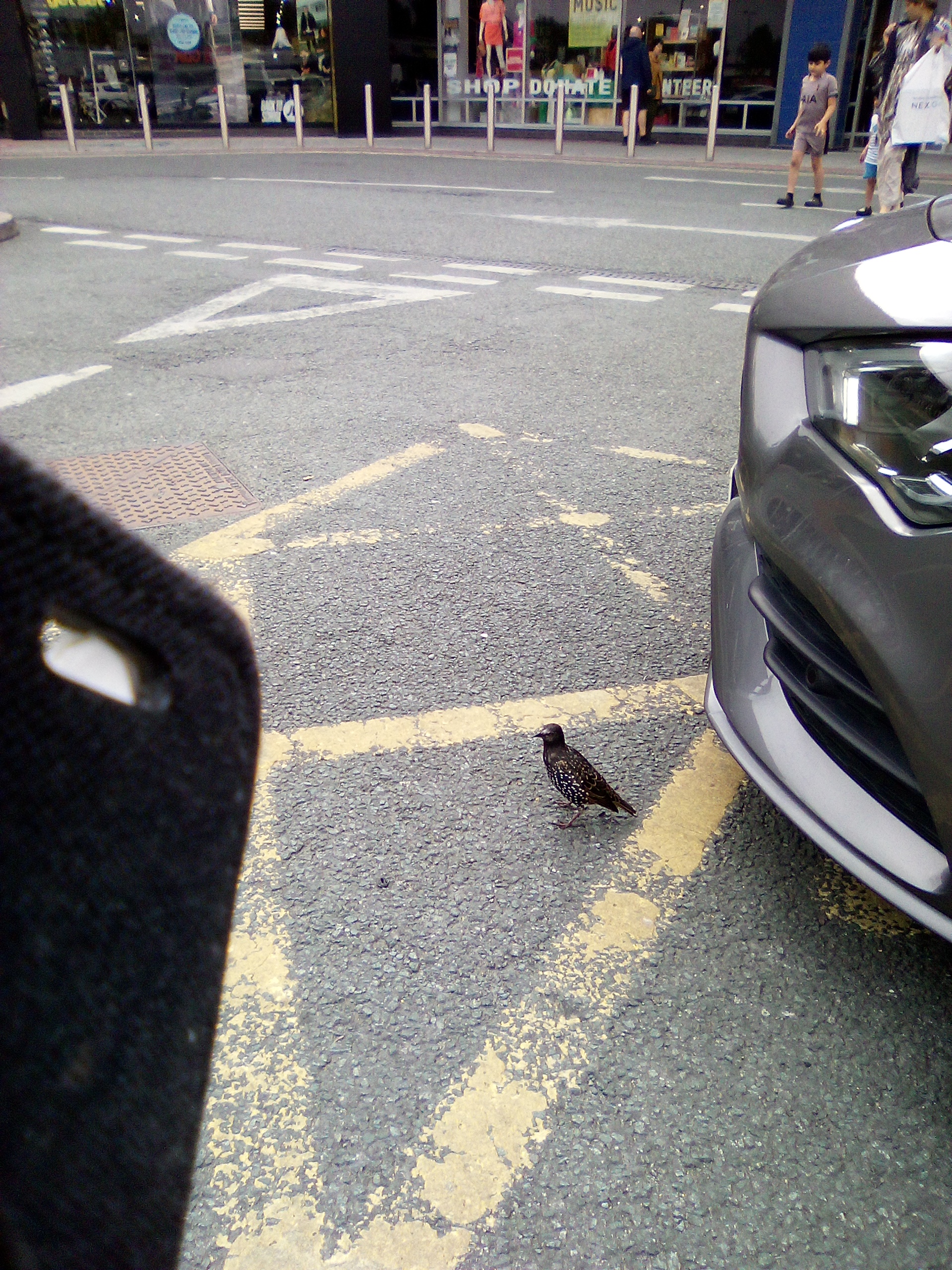 Recent bird photo