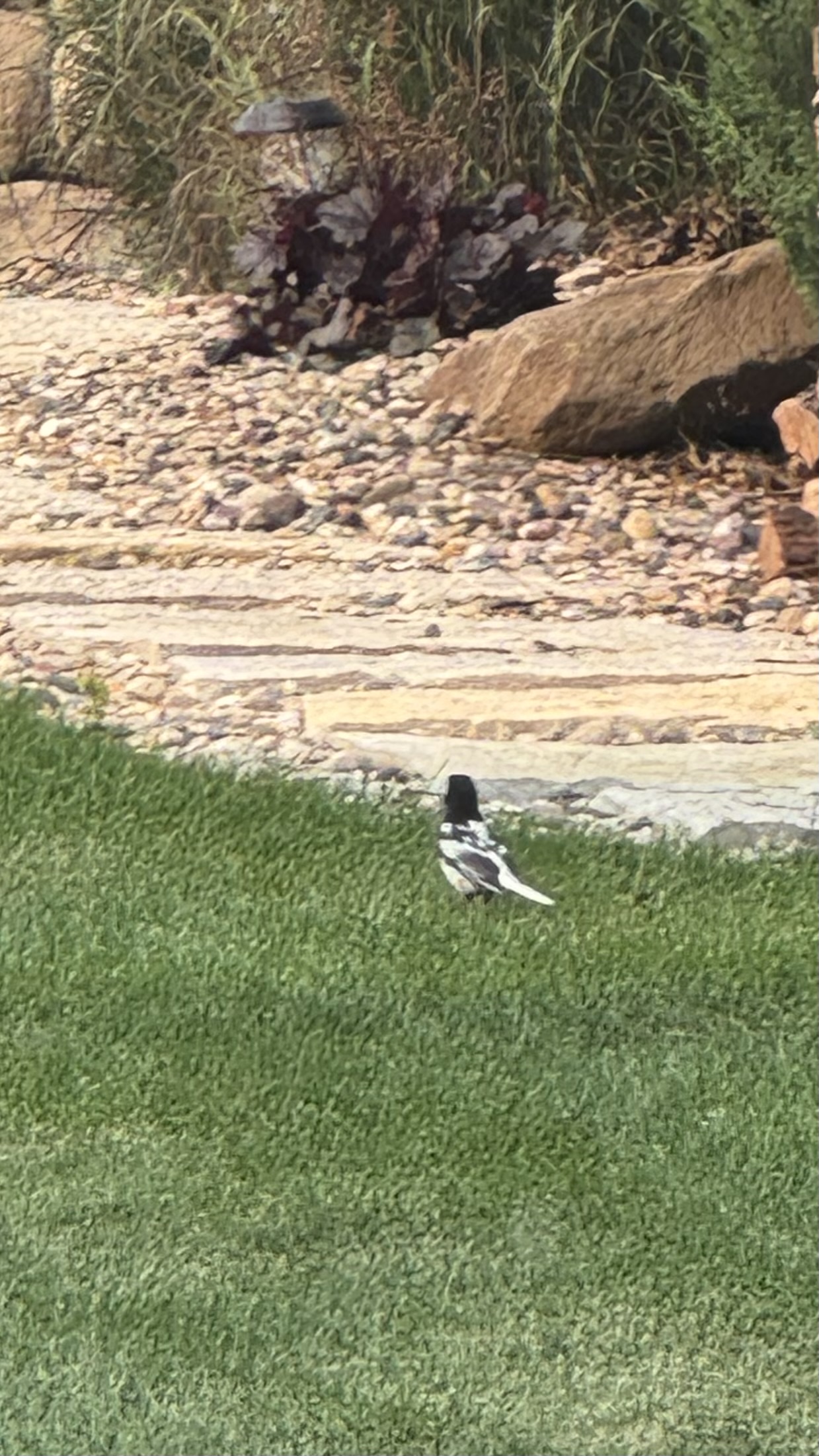 Black-billed Magpie