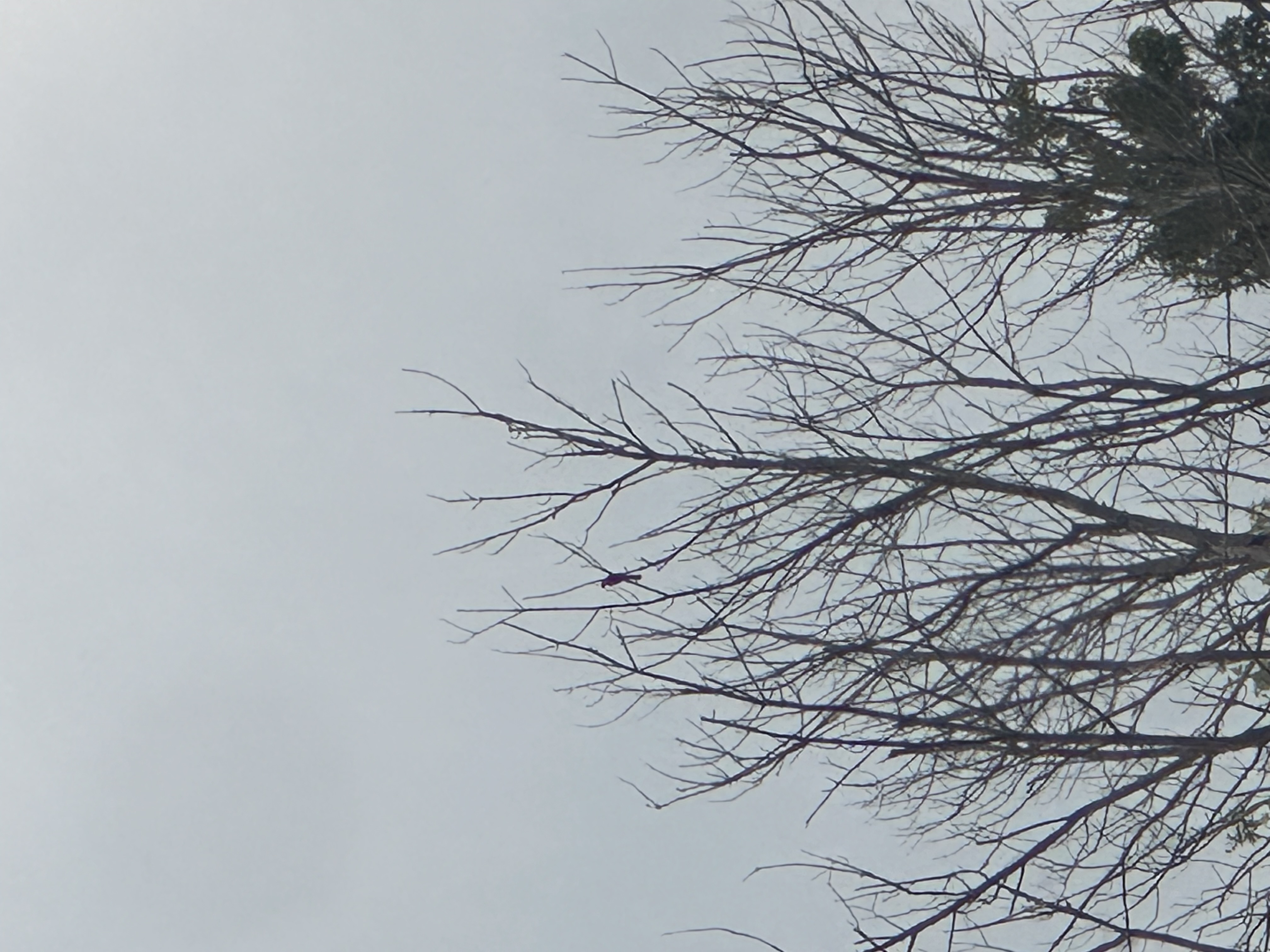 最近認識された鳥の写真