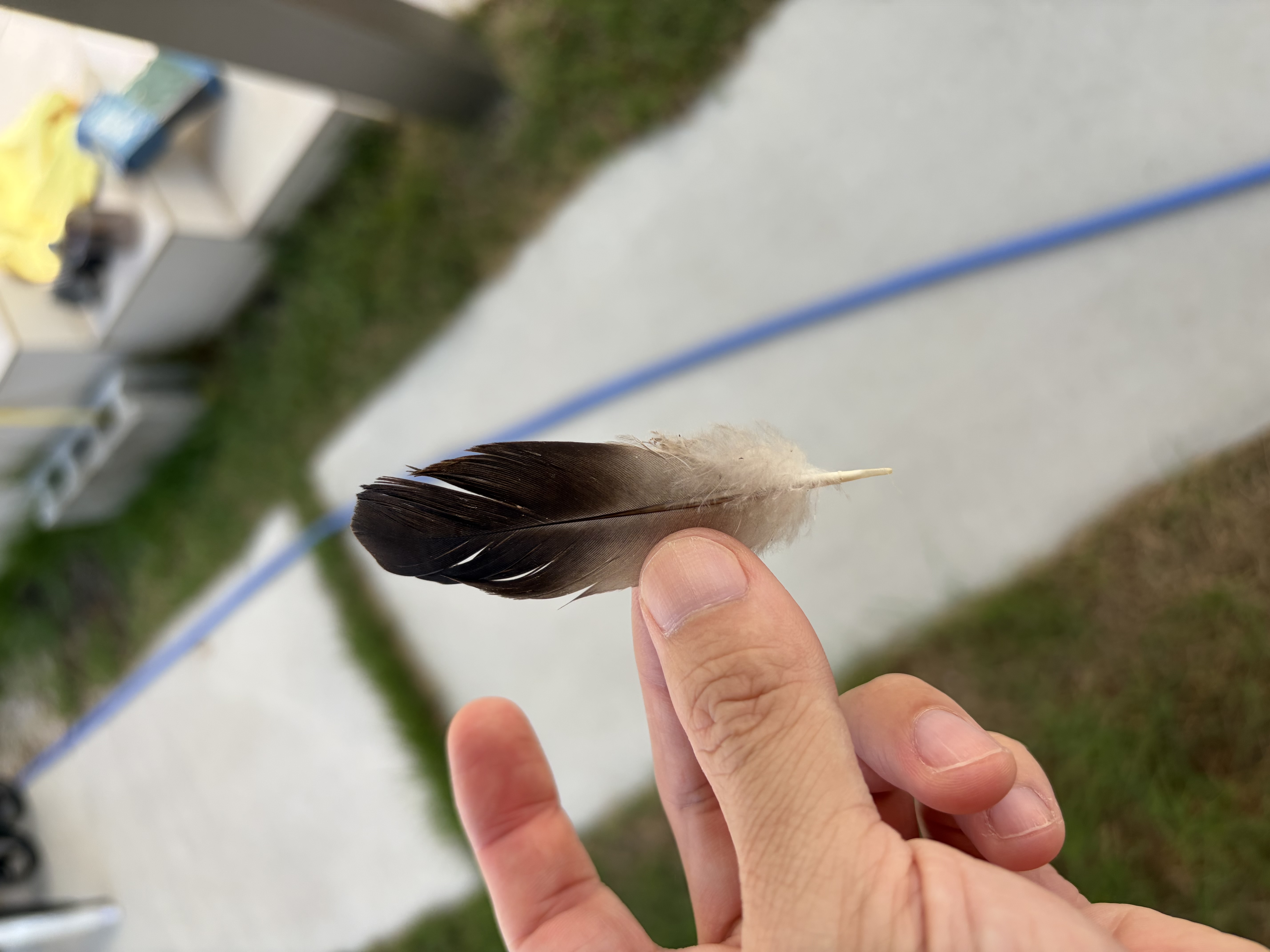 最近辨識的鳥類圖片