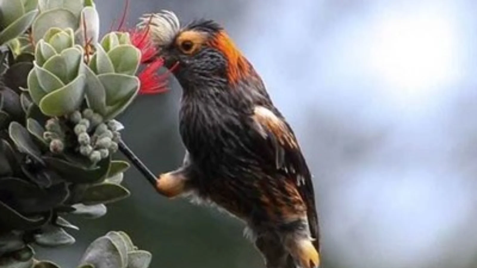 Recent bird photo