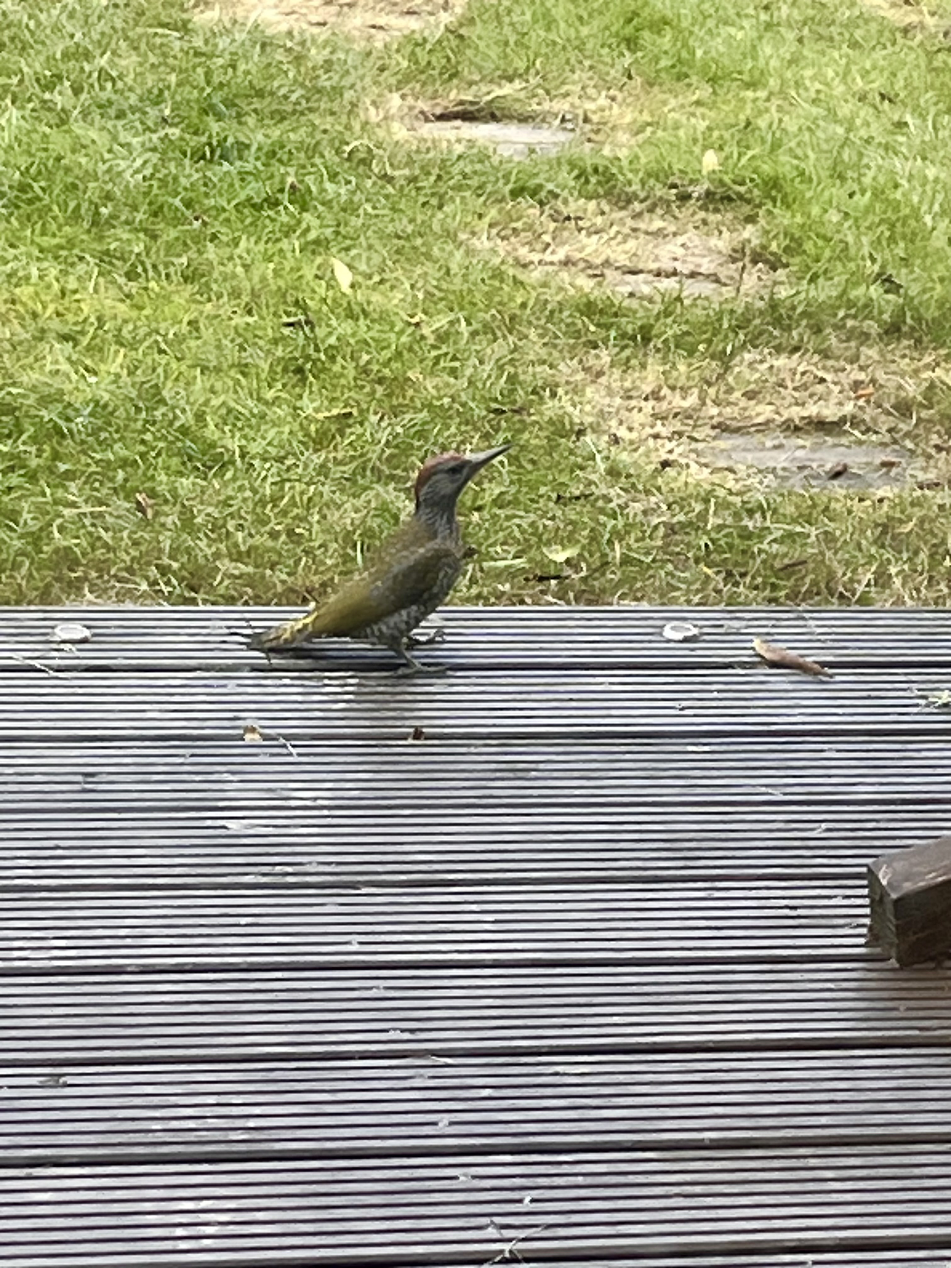 最近認識された鳥の写真