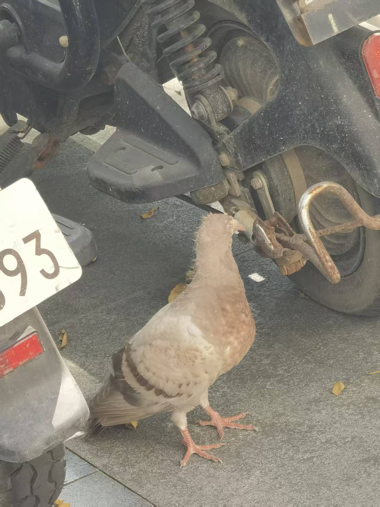 最近辨識的鳥類圖片
