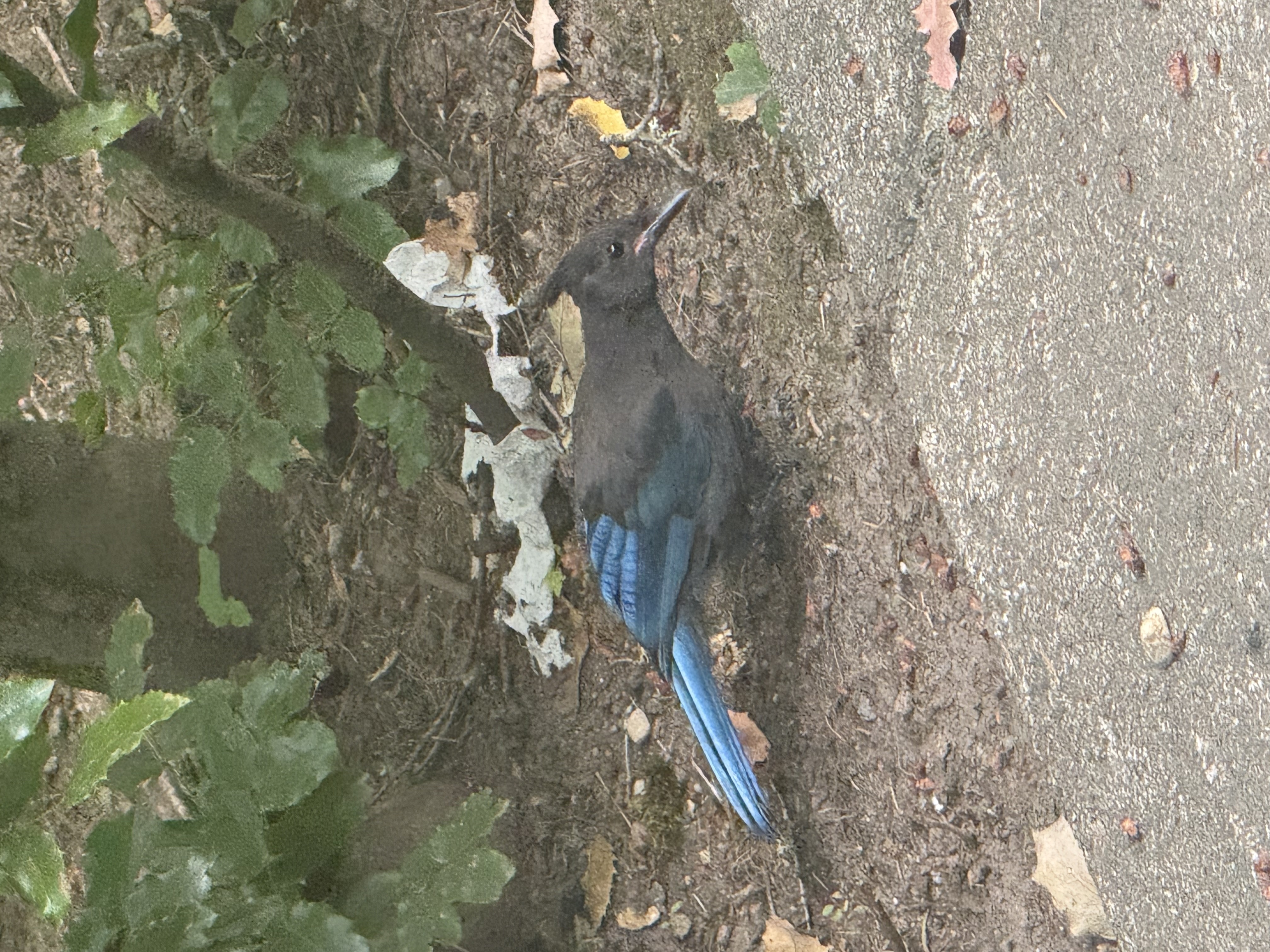 最近認識された鳥の写真
