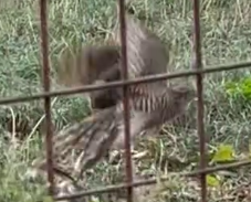 最近辨識的鳥類圖片