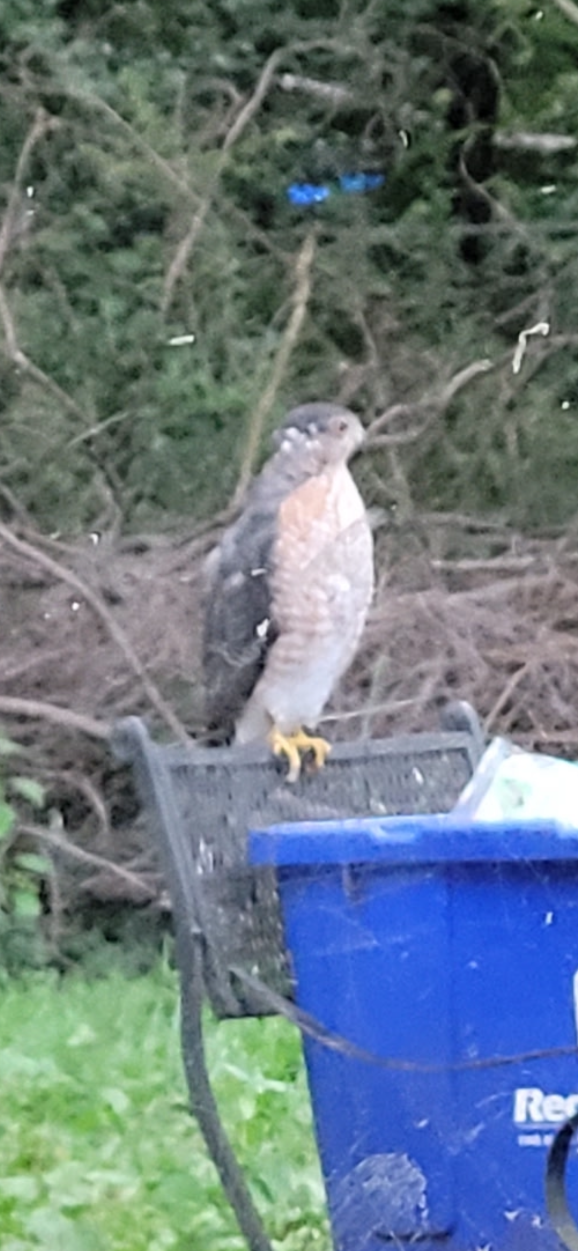 Red-shouldered Hawk
