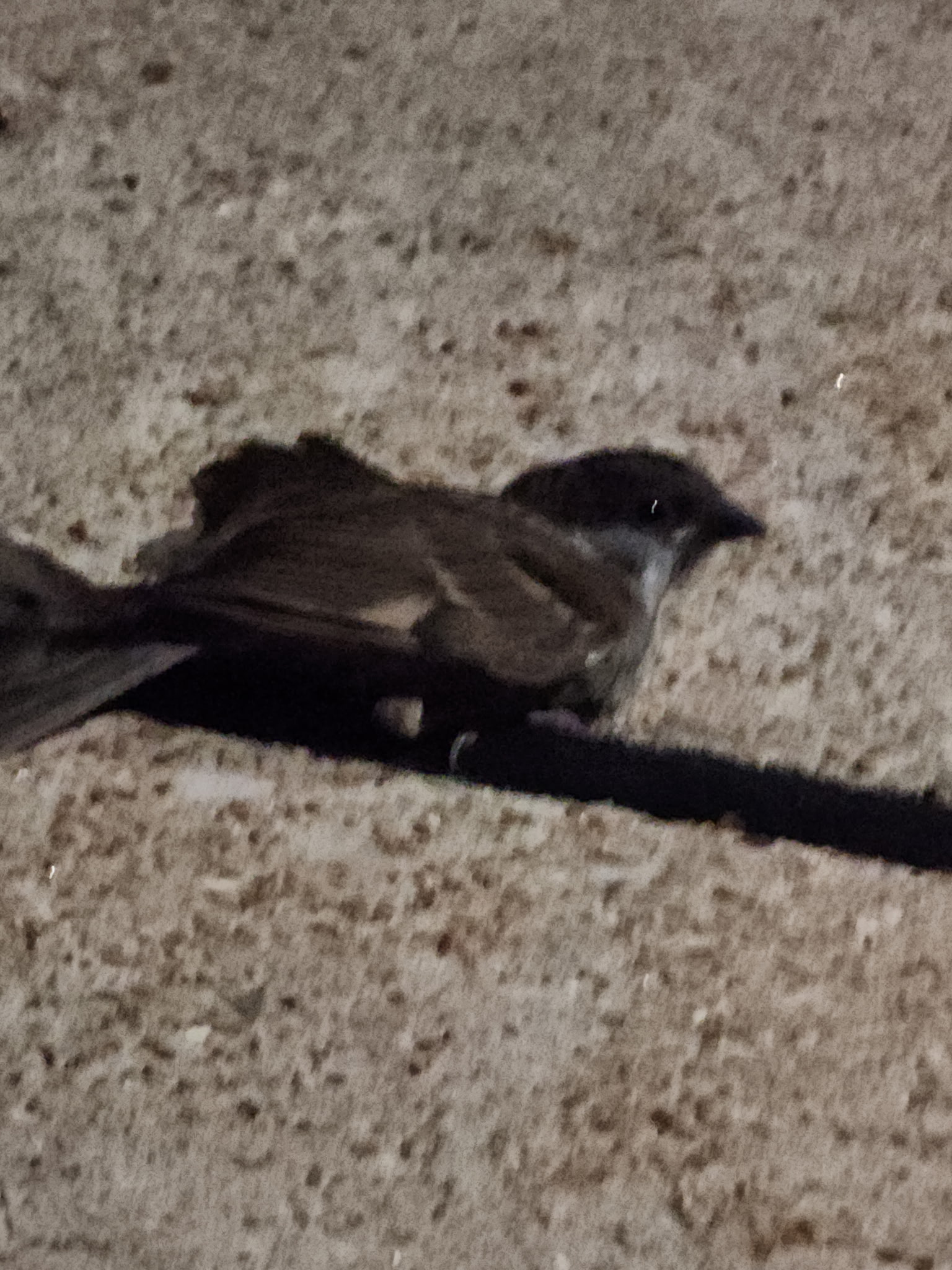 Recent bird photo