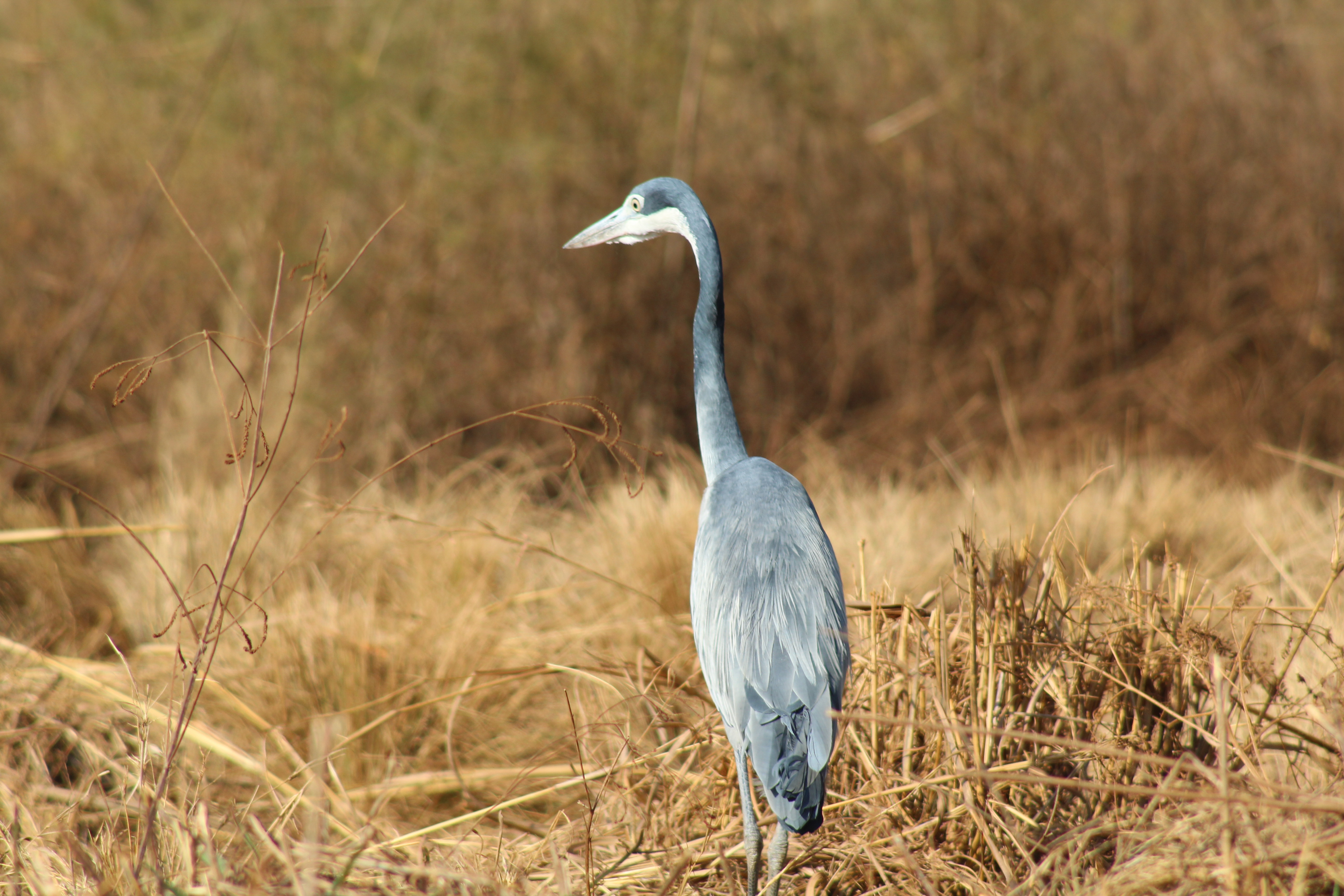 Recent bird photo