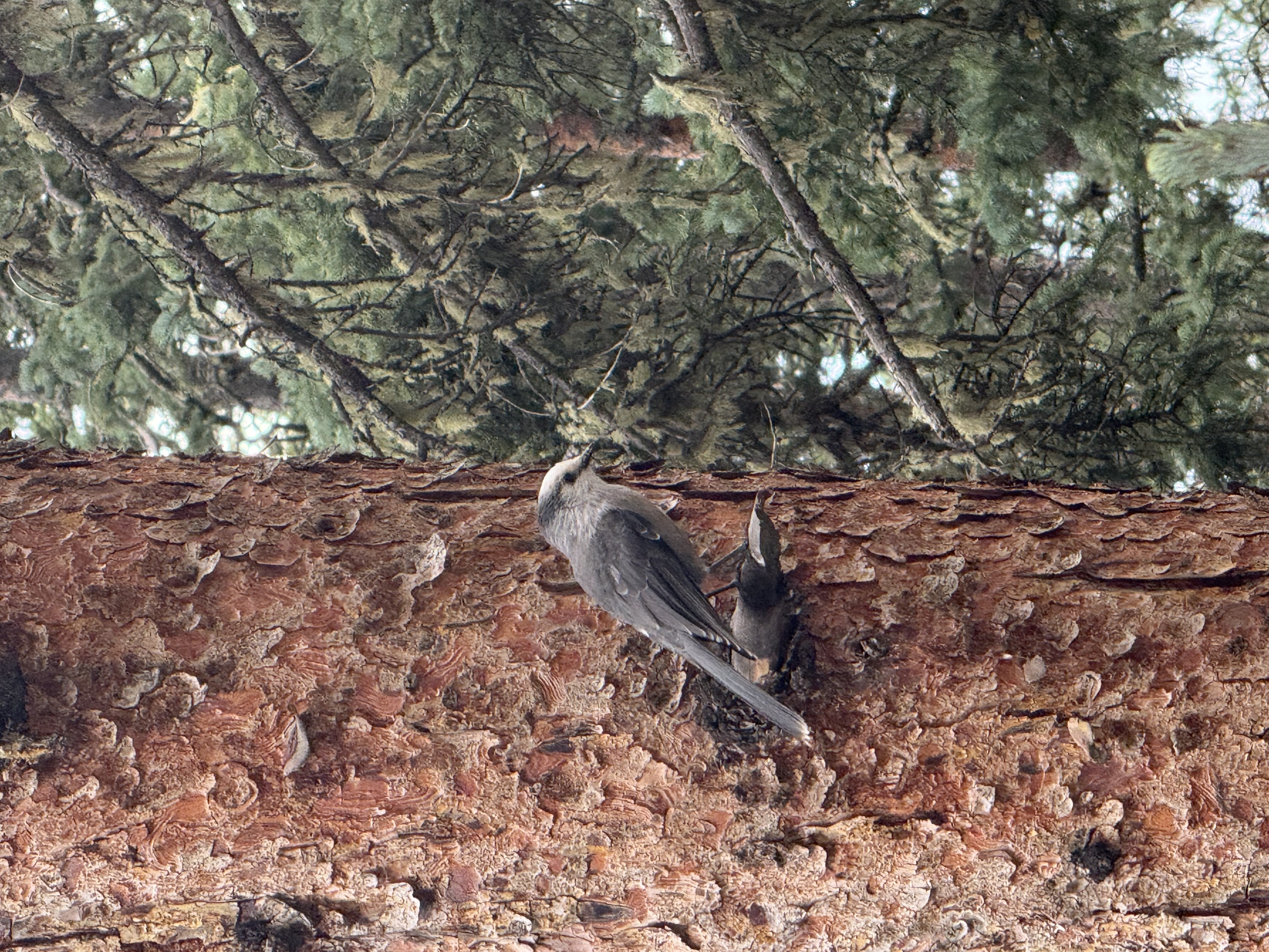 Recent bird photo