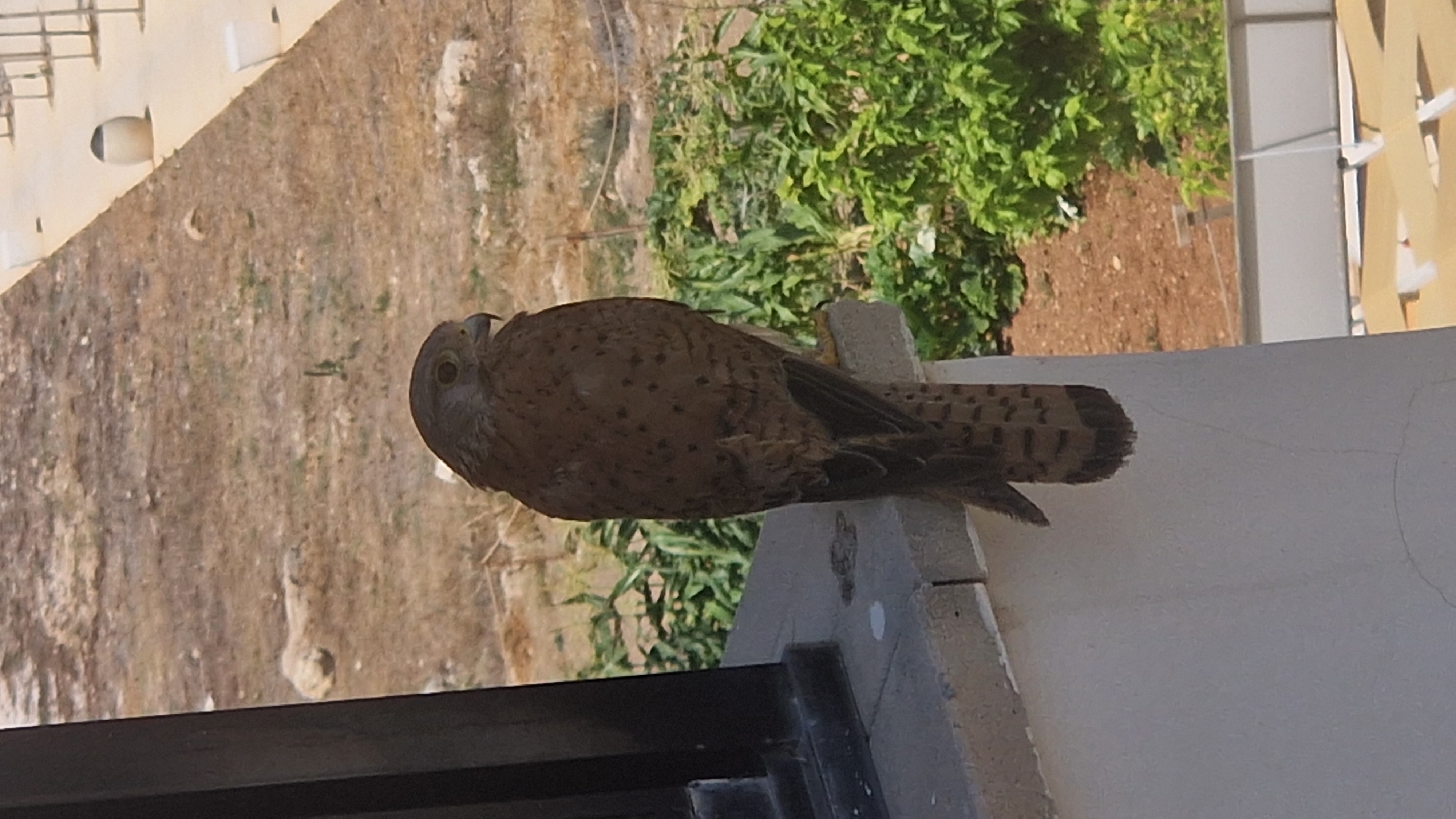 最近認識された鳥の写真