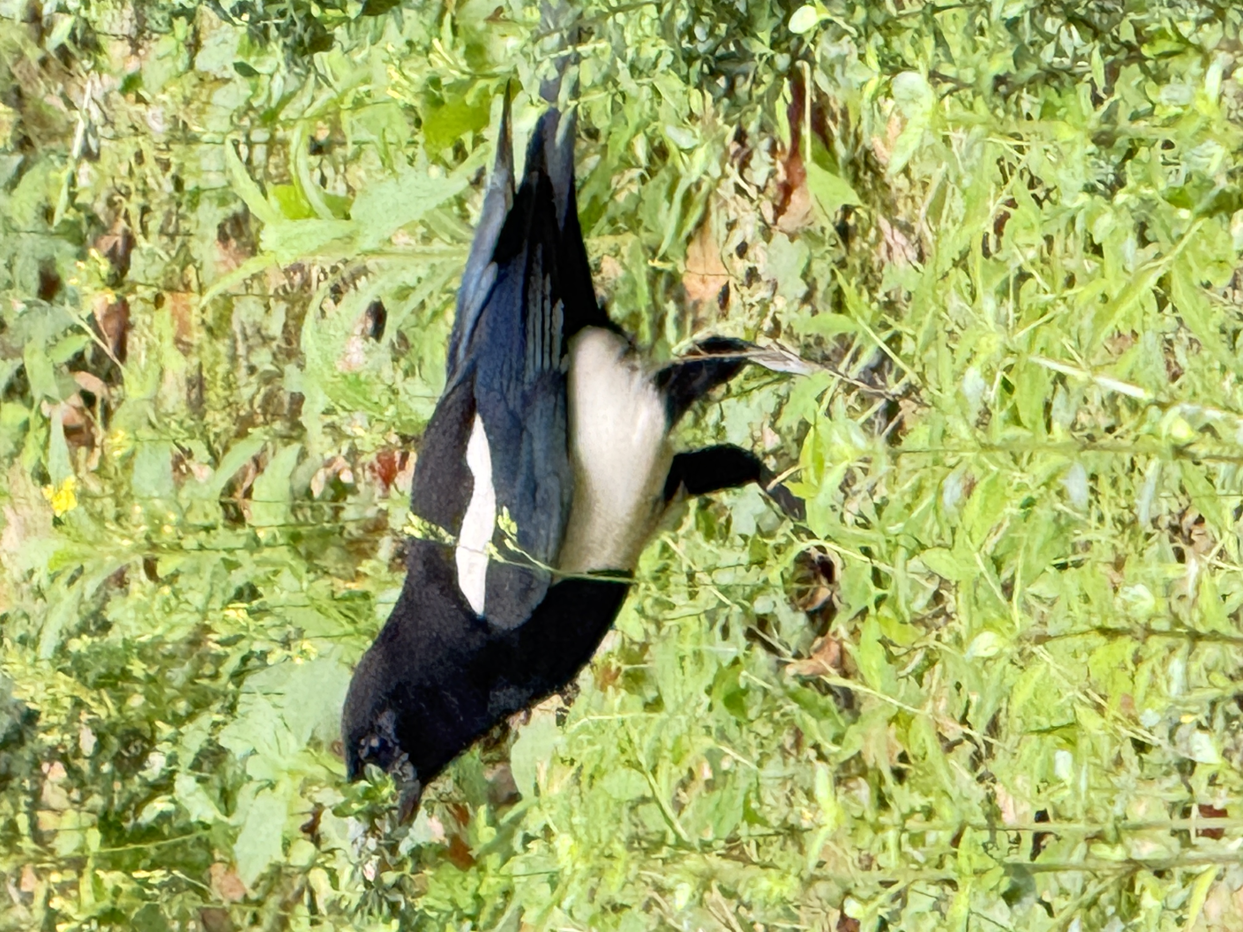 最近認識された鳥の写真