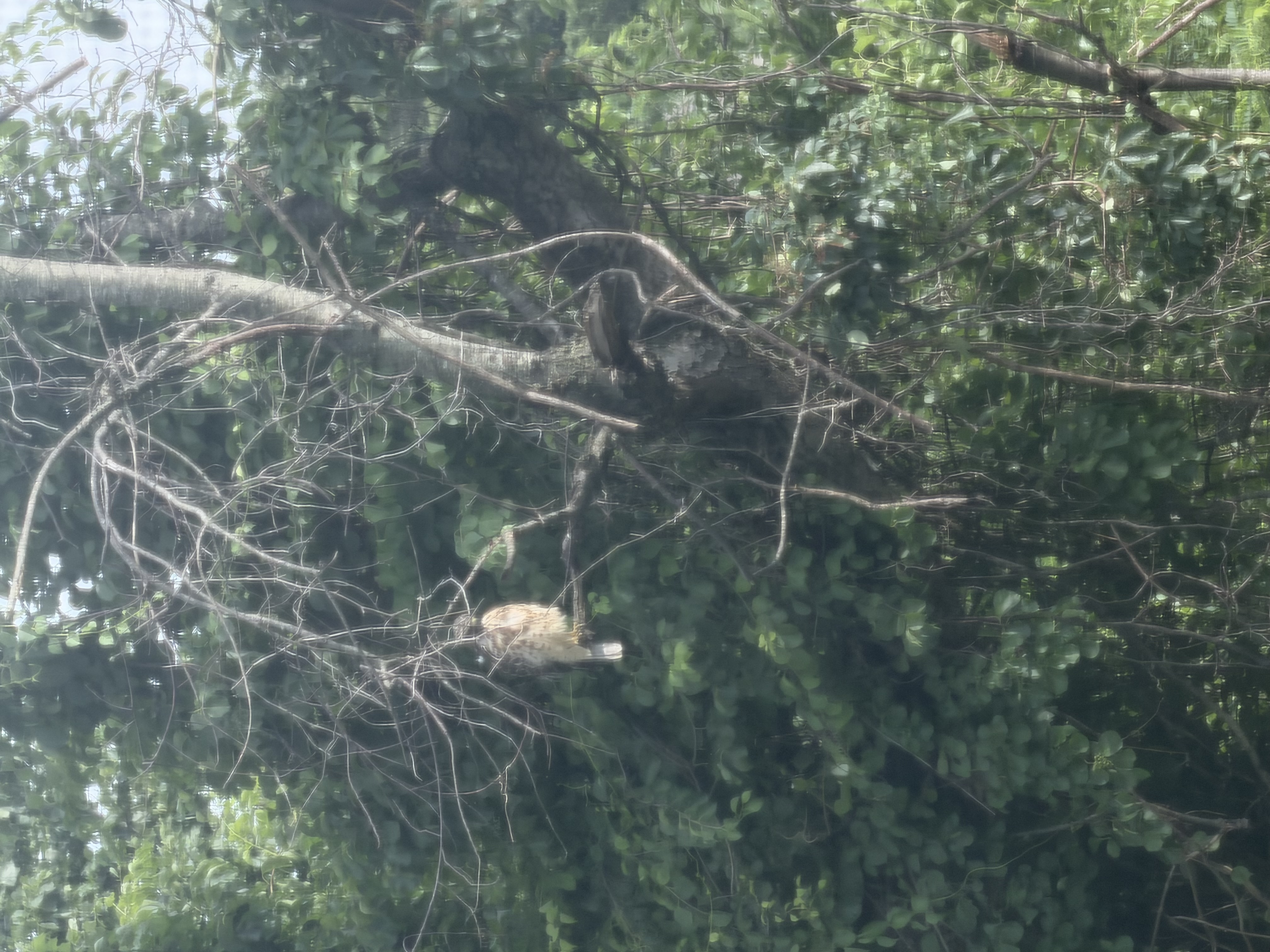 Recent bird photo