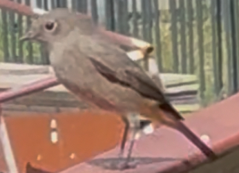 Recent bird photo