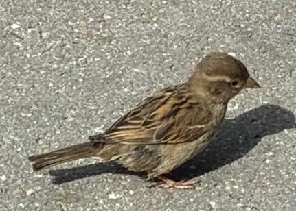 Recent bird photo