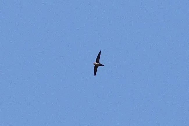 Common Swift