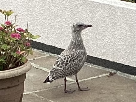 最近認識された鳥の写真