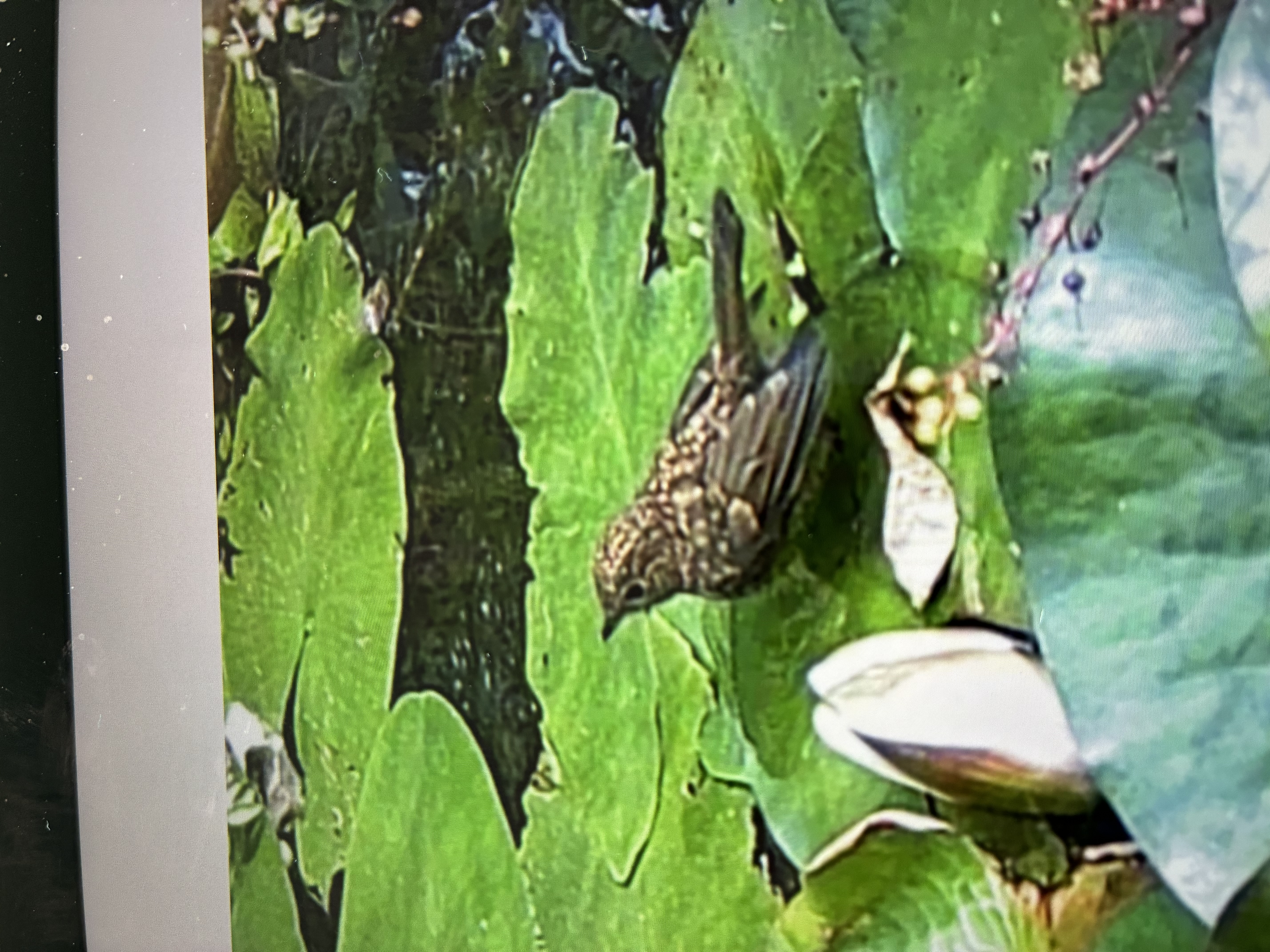最近認識された鳥の写真
