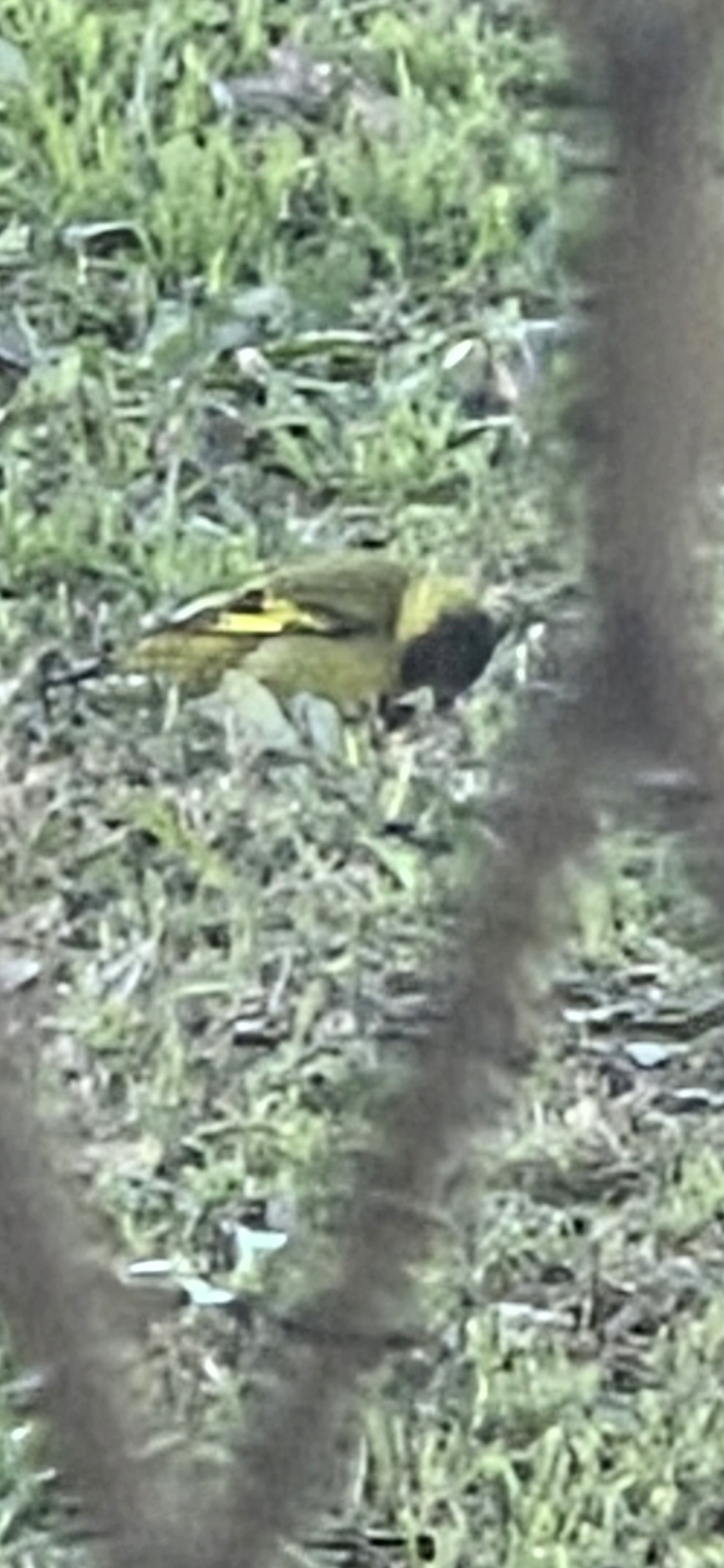 最近認識された鳥の写真