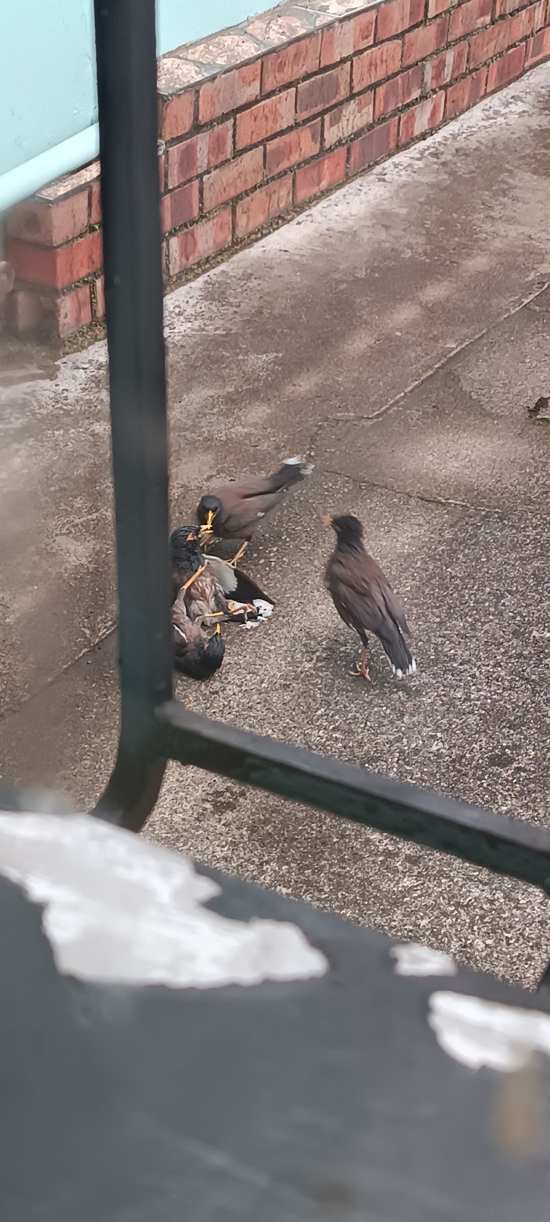 Recent bird photo