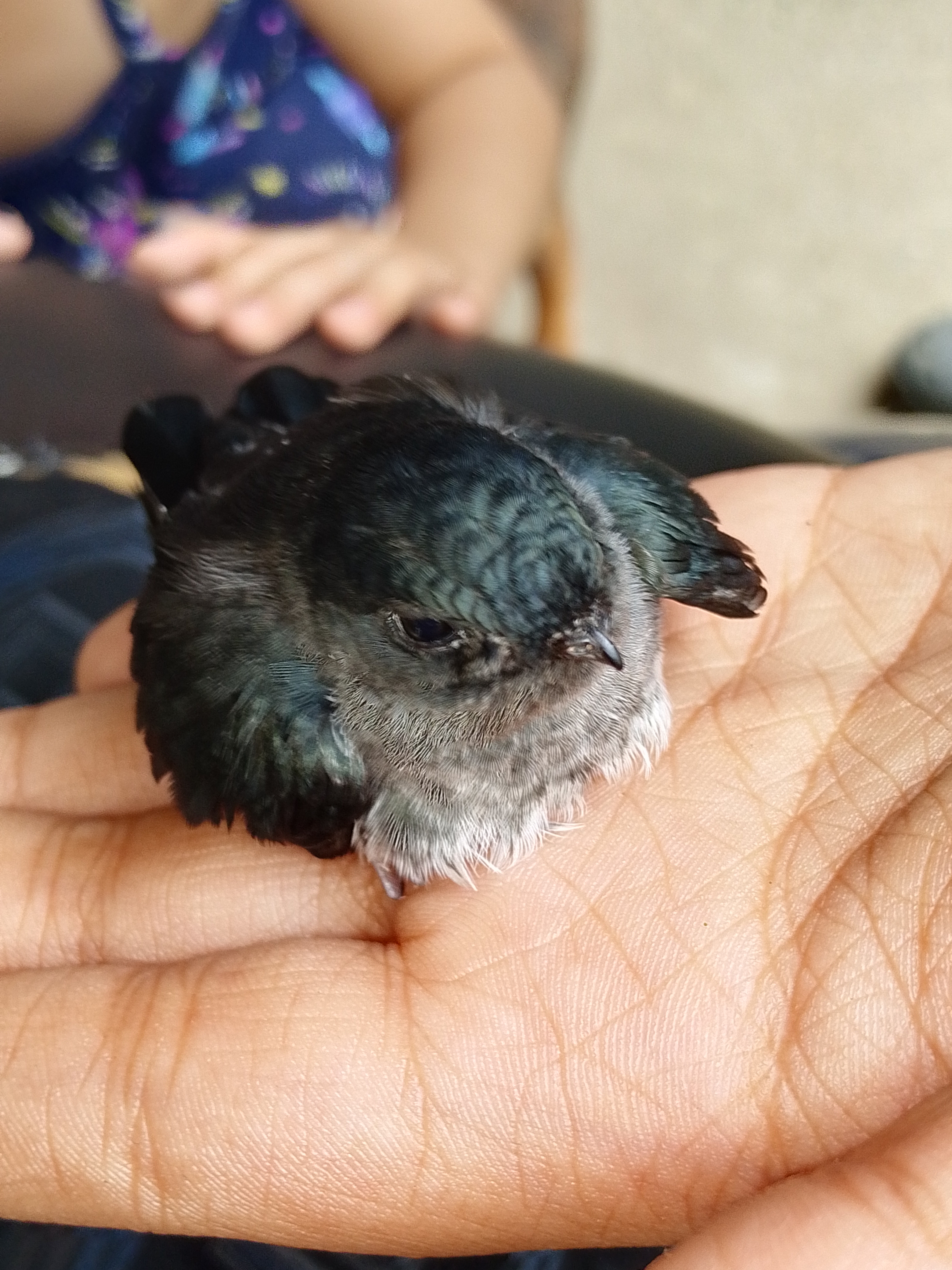 Recent bird photo