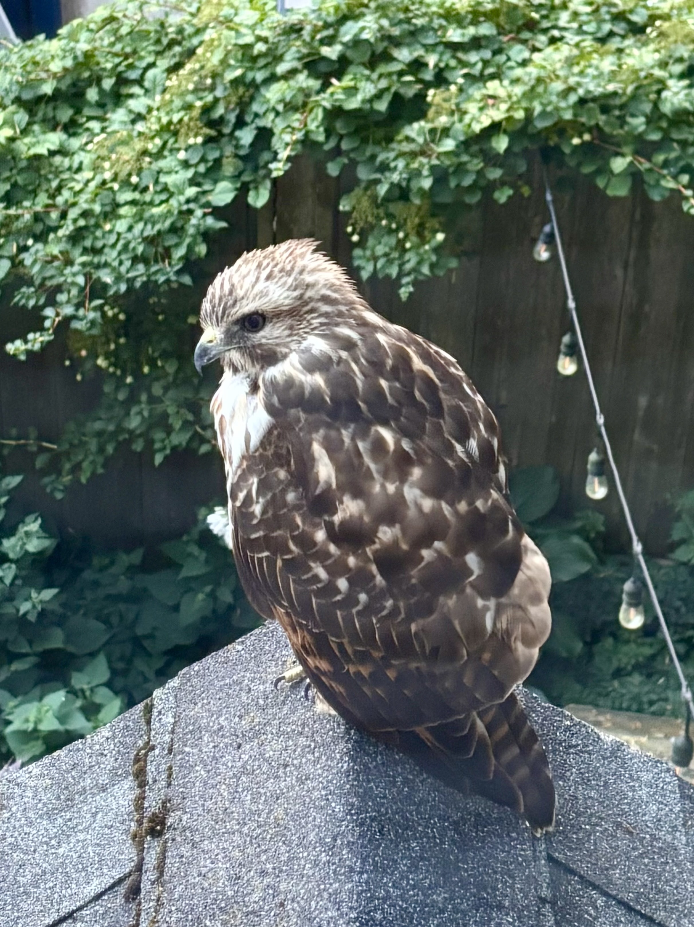 Red-tailed Hawk