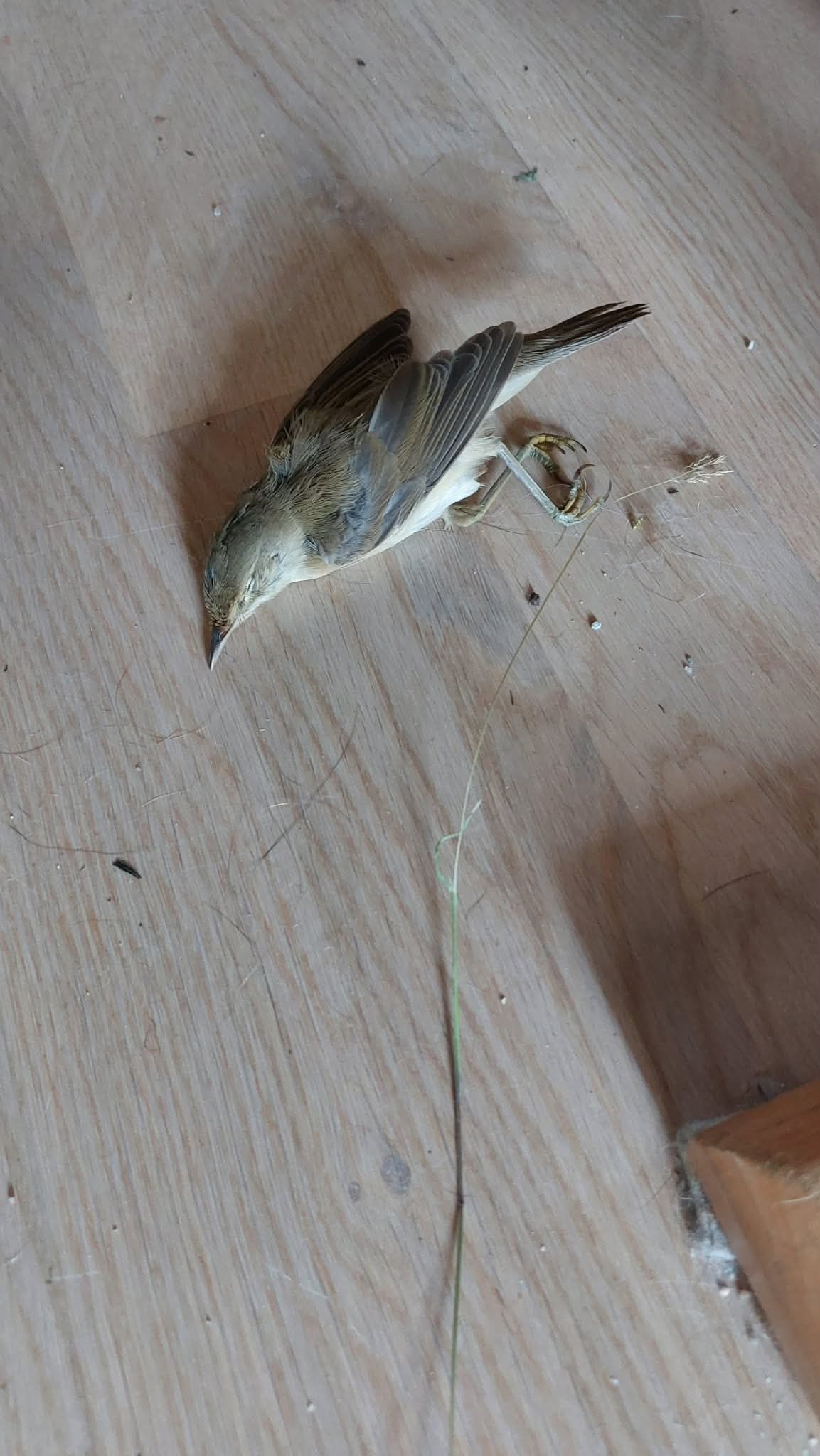 最近認識された鳥の写真