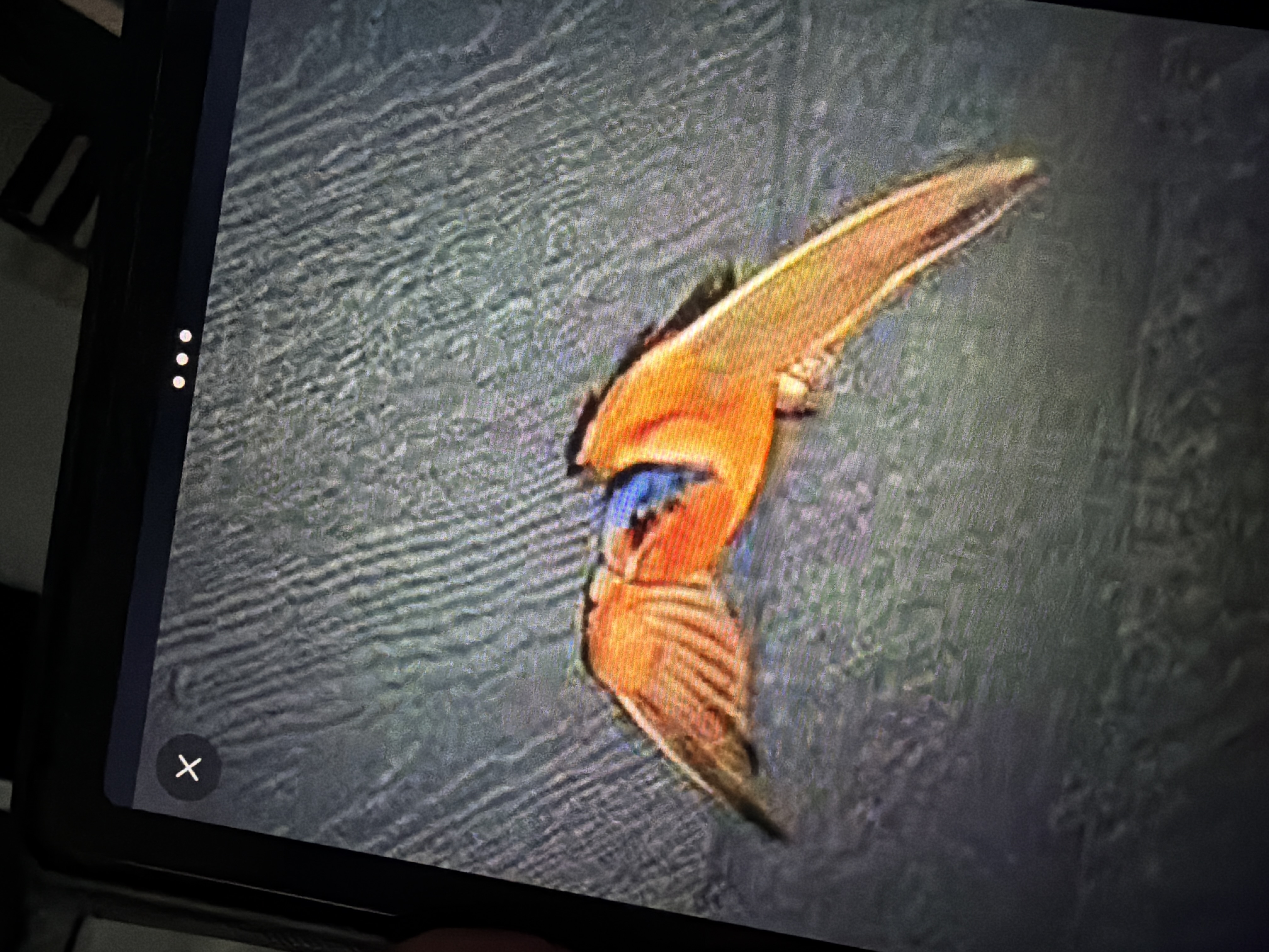 Recent bird photo