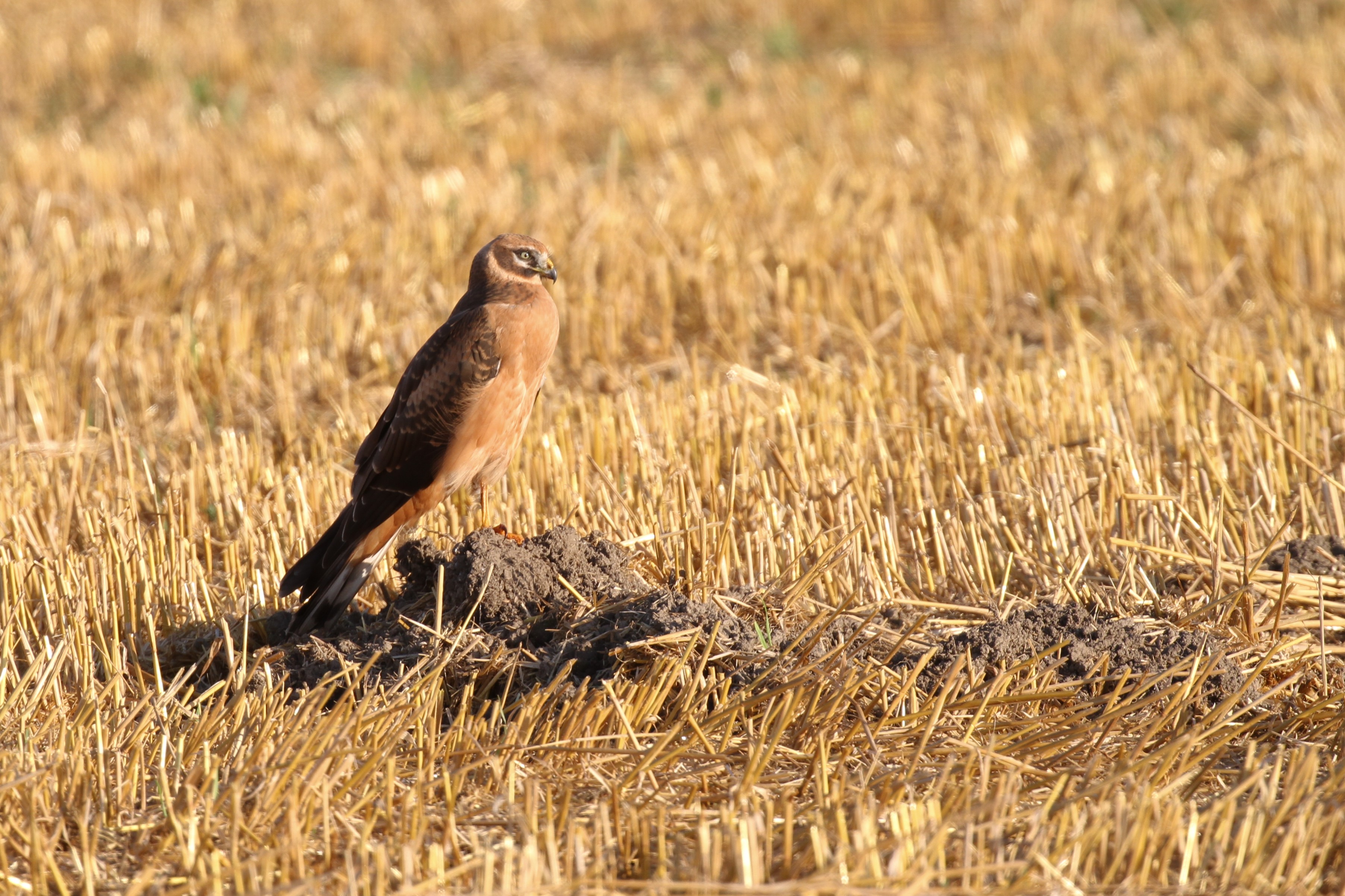 Northern Harrier