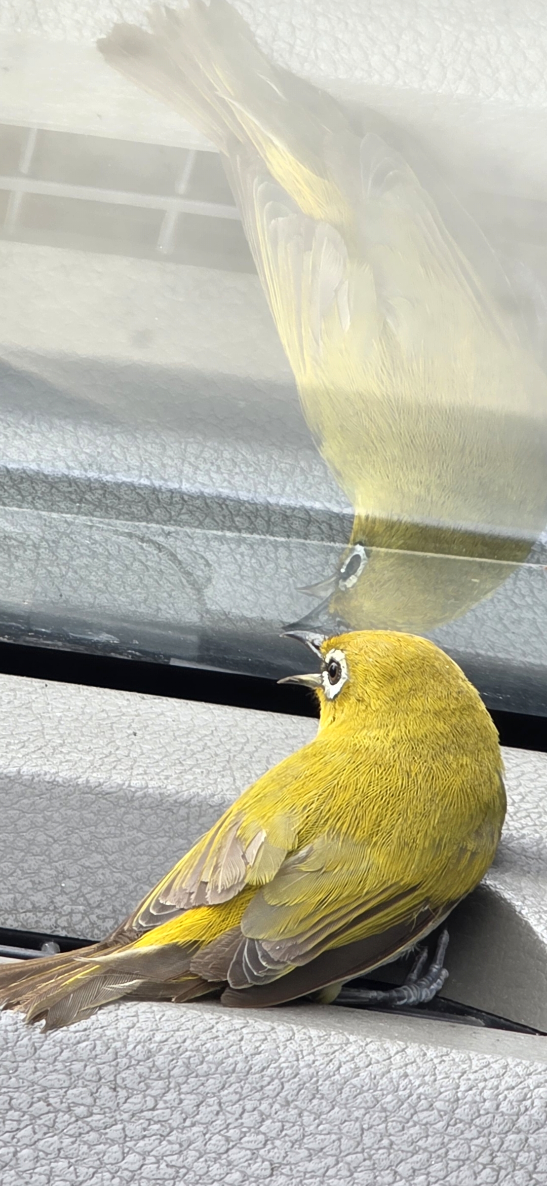 Recent bird photo