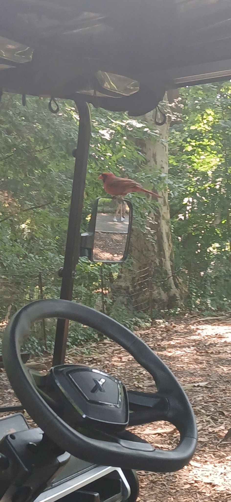 最近認識された鳥の写真