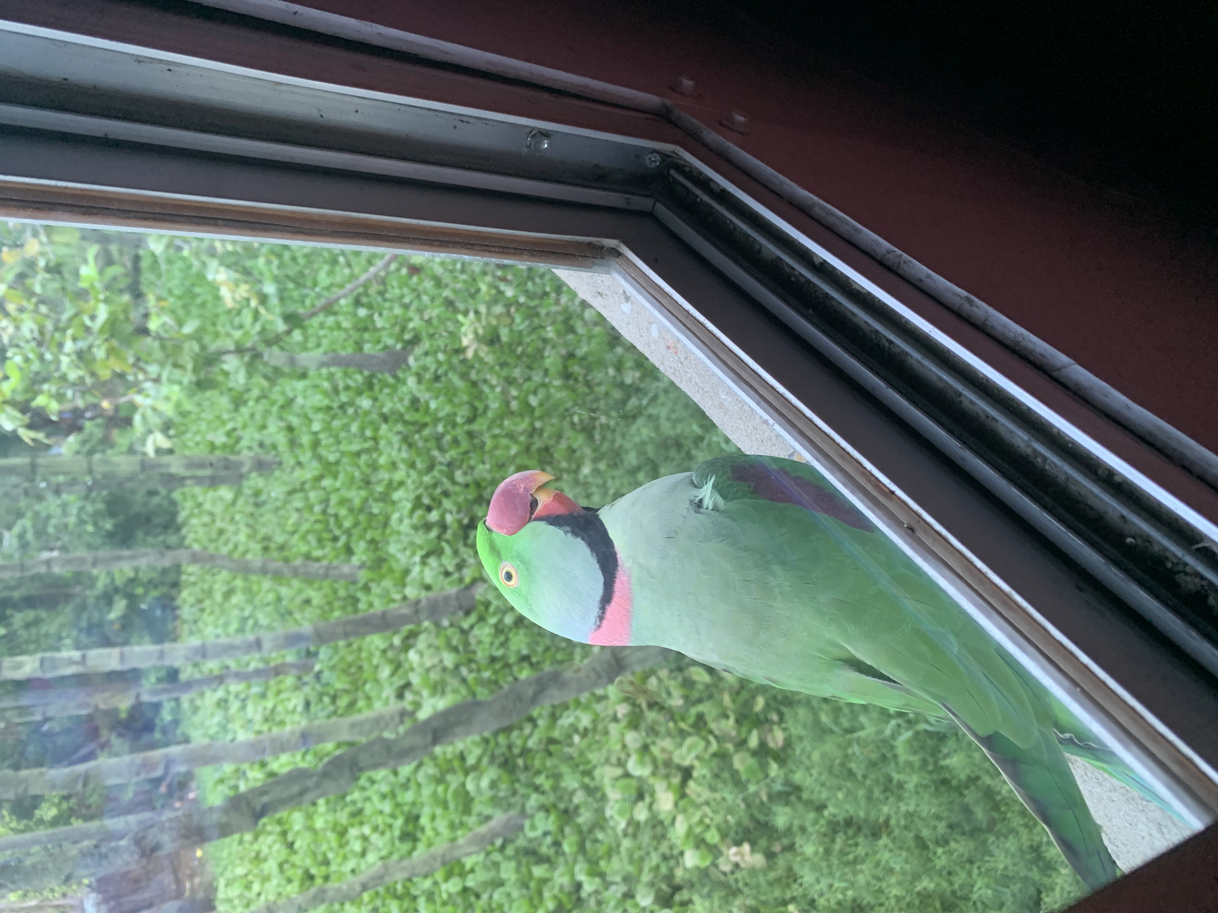 Recent bird photo