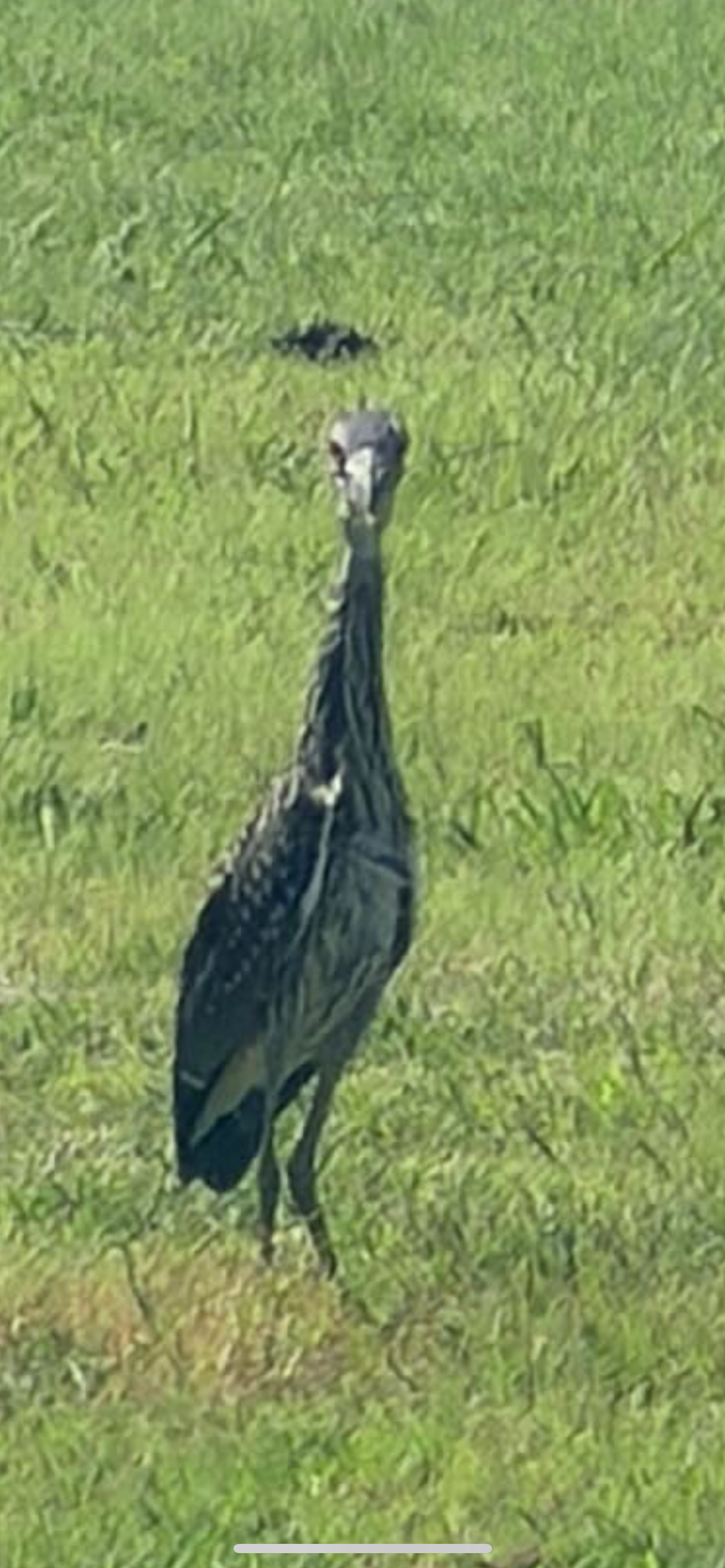 最近認識された鳥の写真