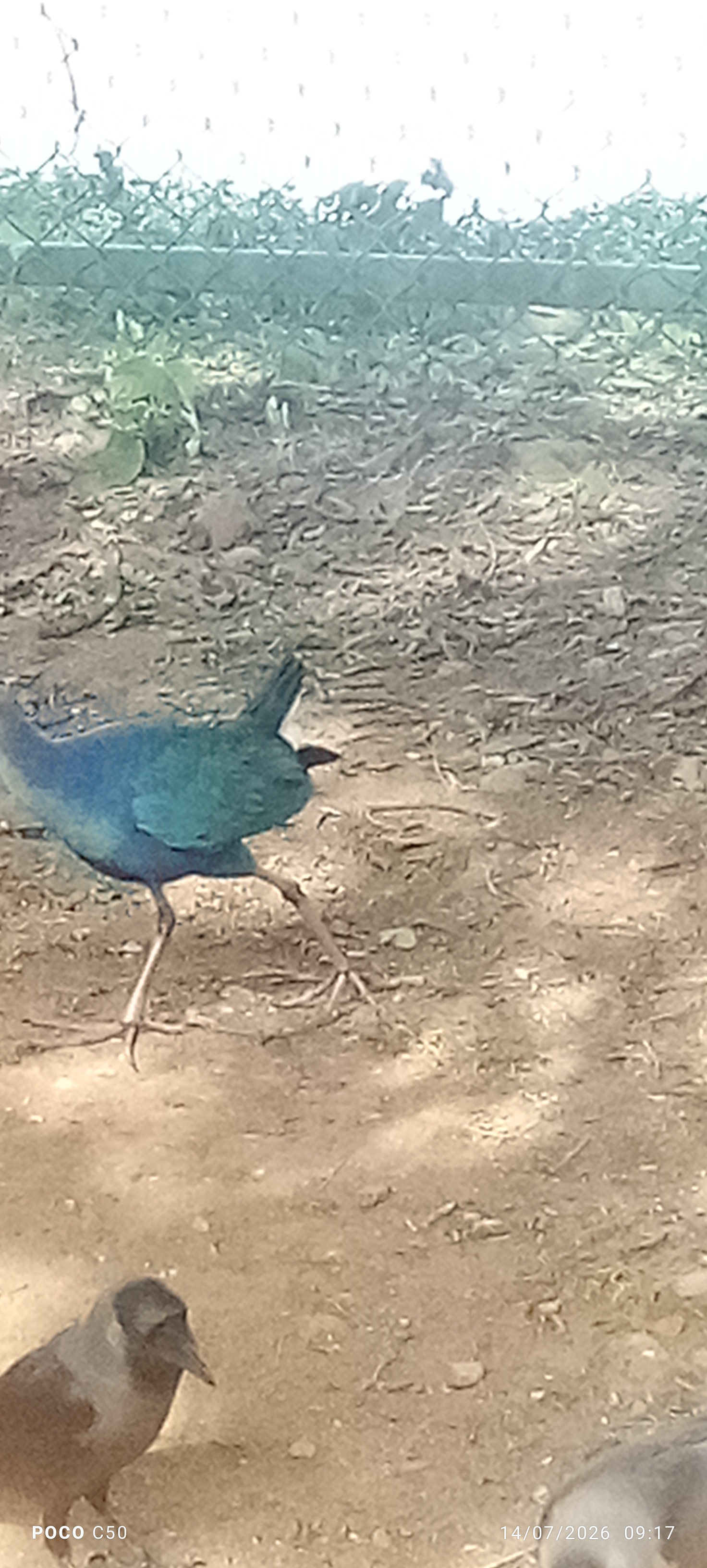 最近認識された鳥の写真
