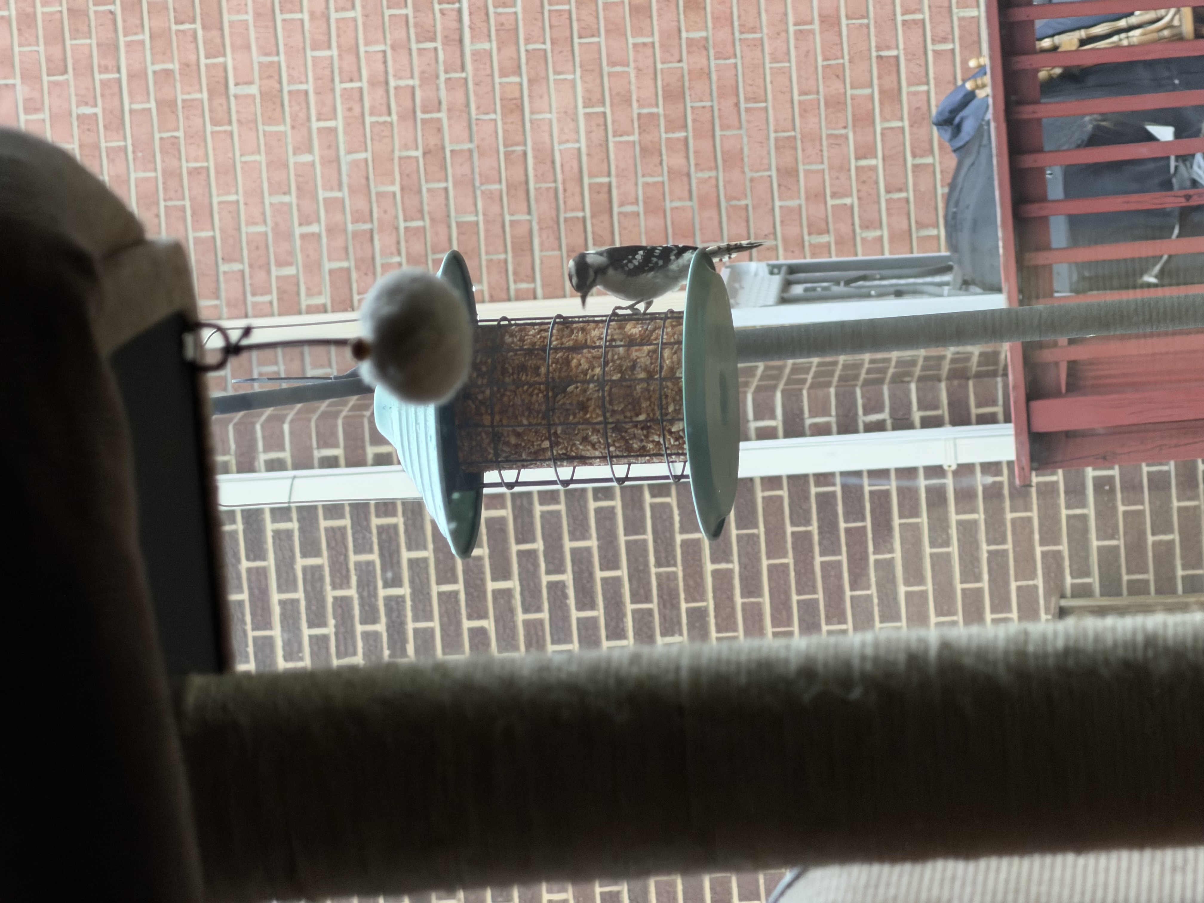 Downy Woodpecker