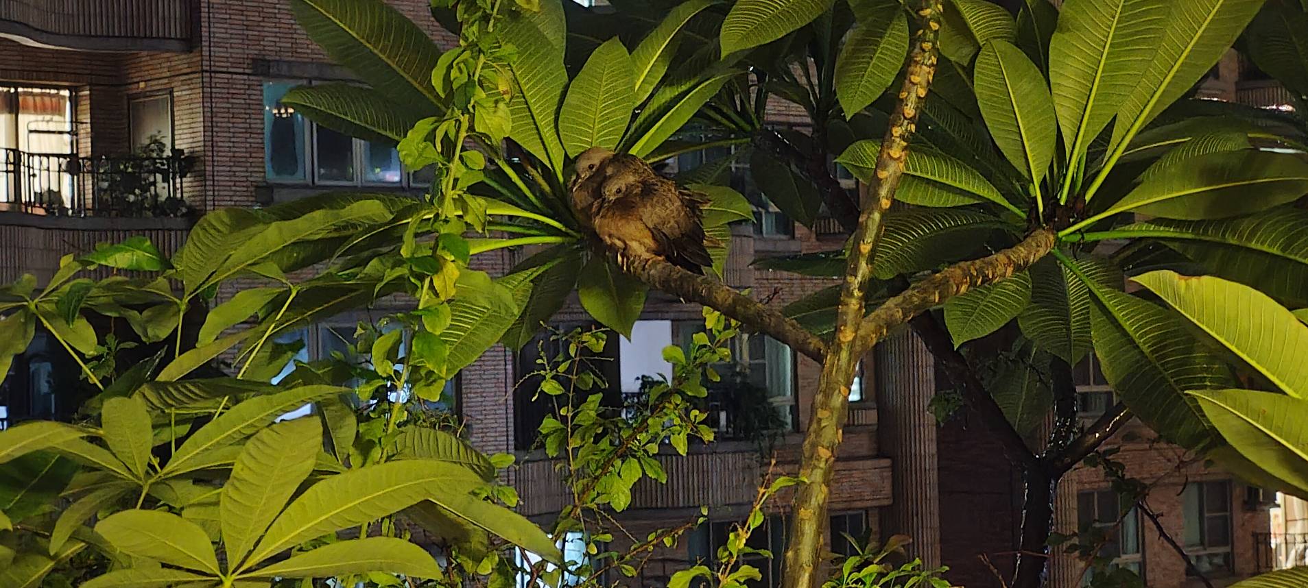 领角鸮