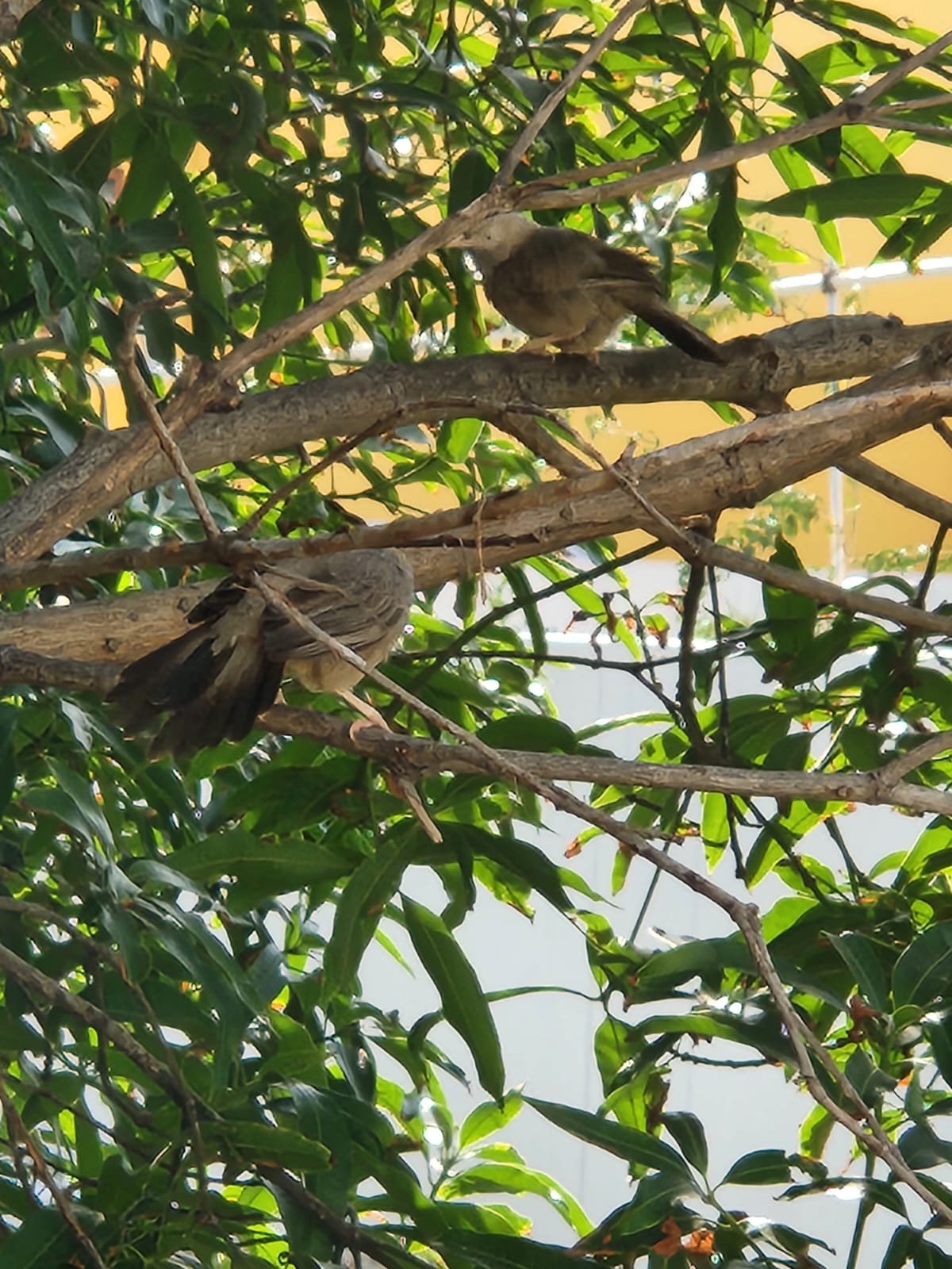 最近認識された鳥の写真