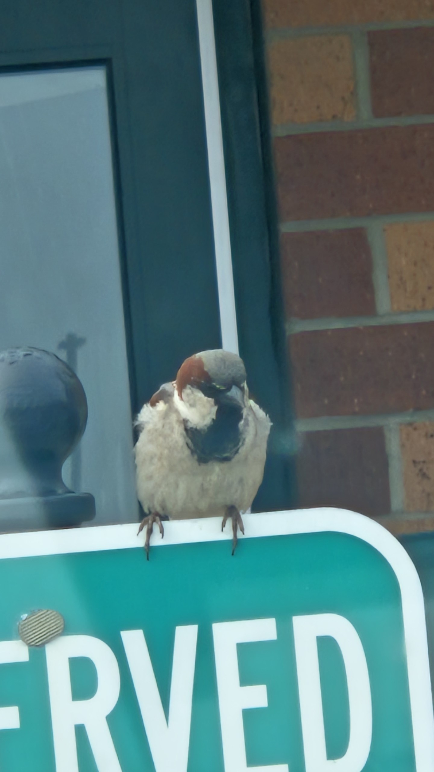 最近認識された鳥の写真