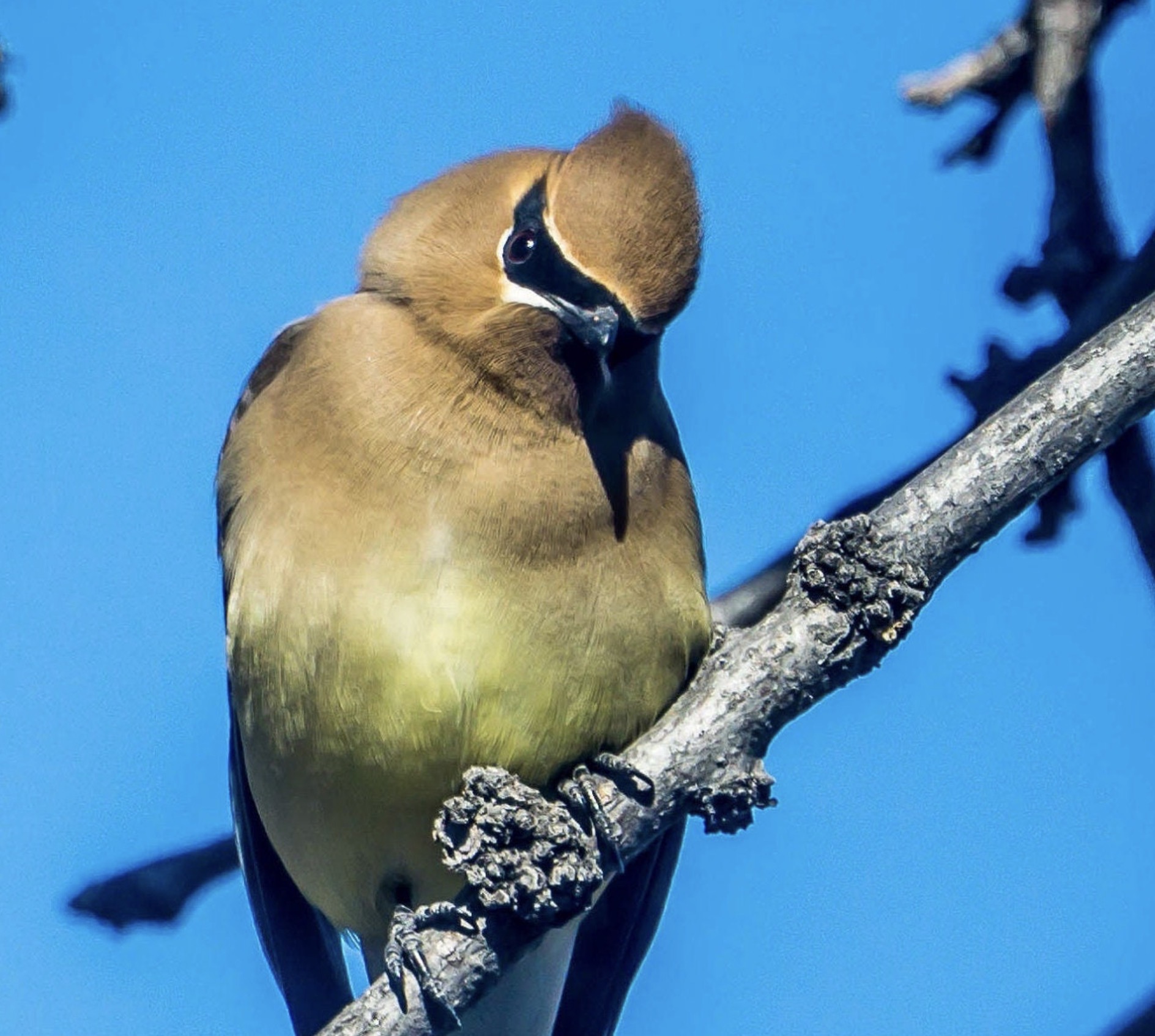 最近認識された鳥の写真