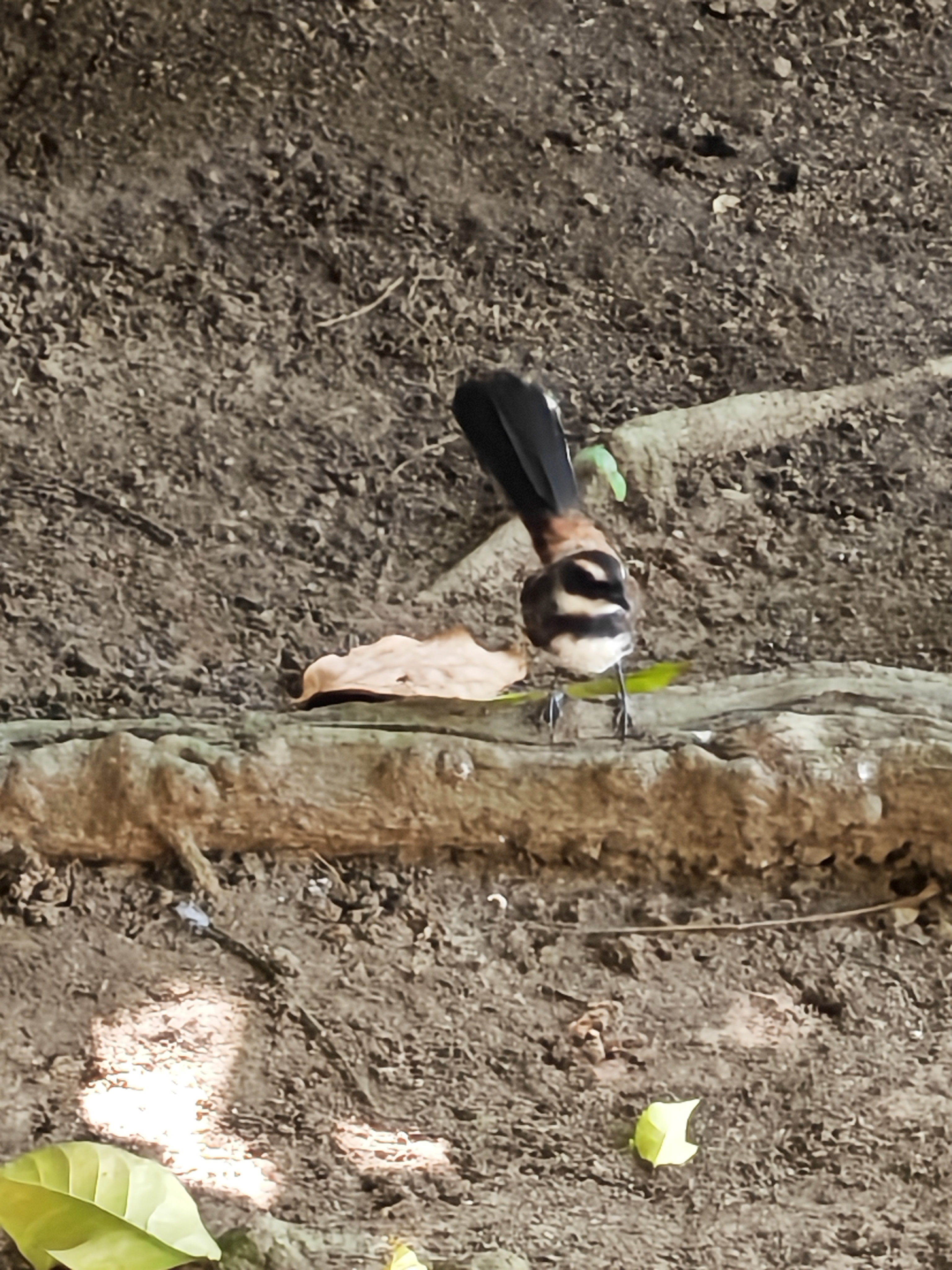 最近認識された鳥の写真
