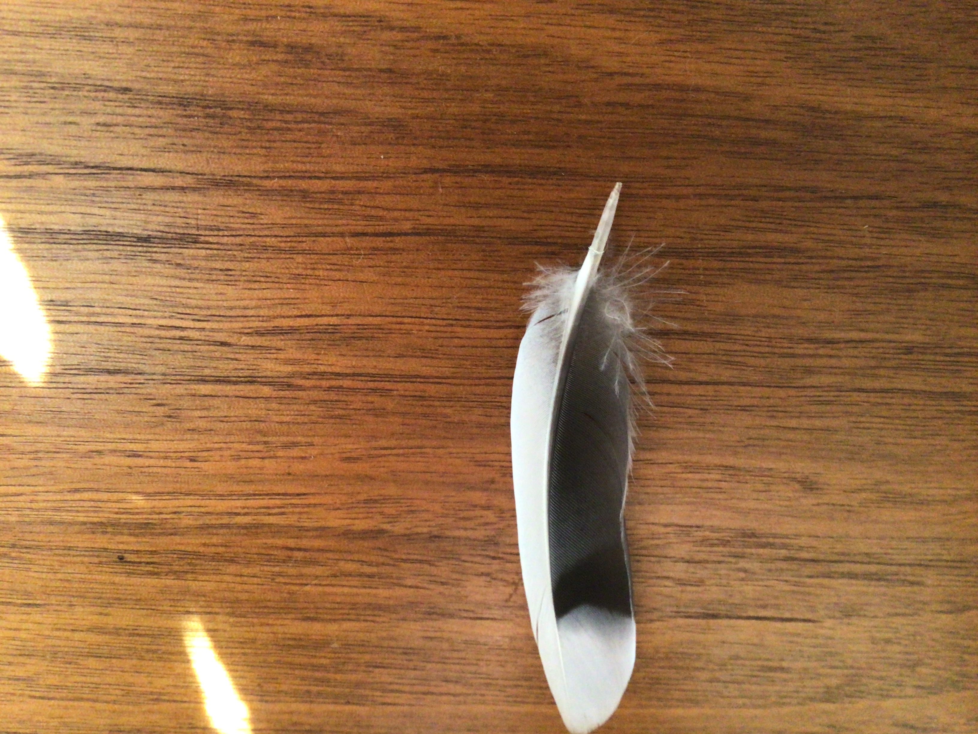 最近辨識的鳥類圖片