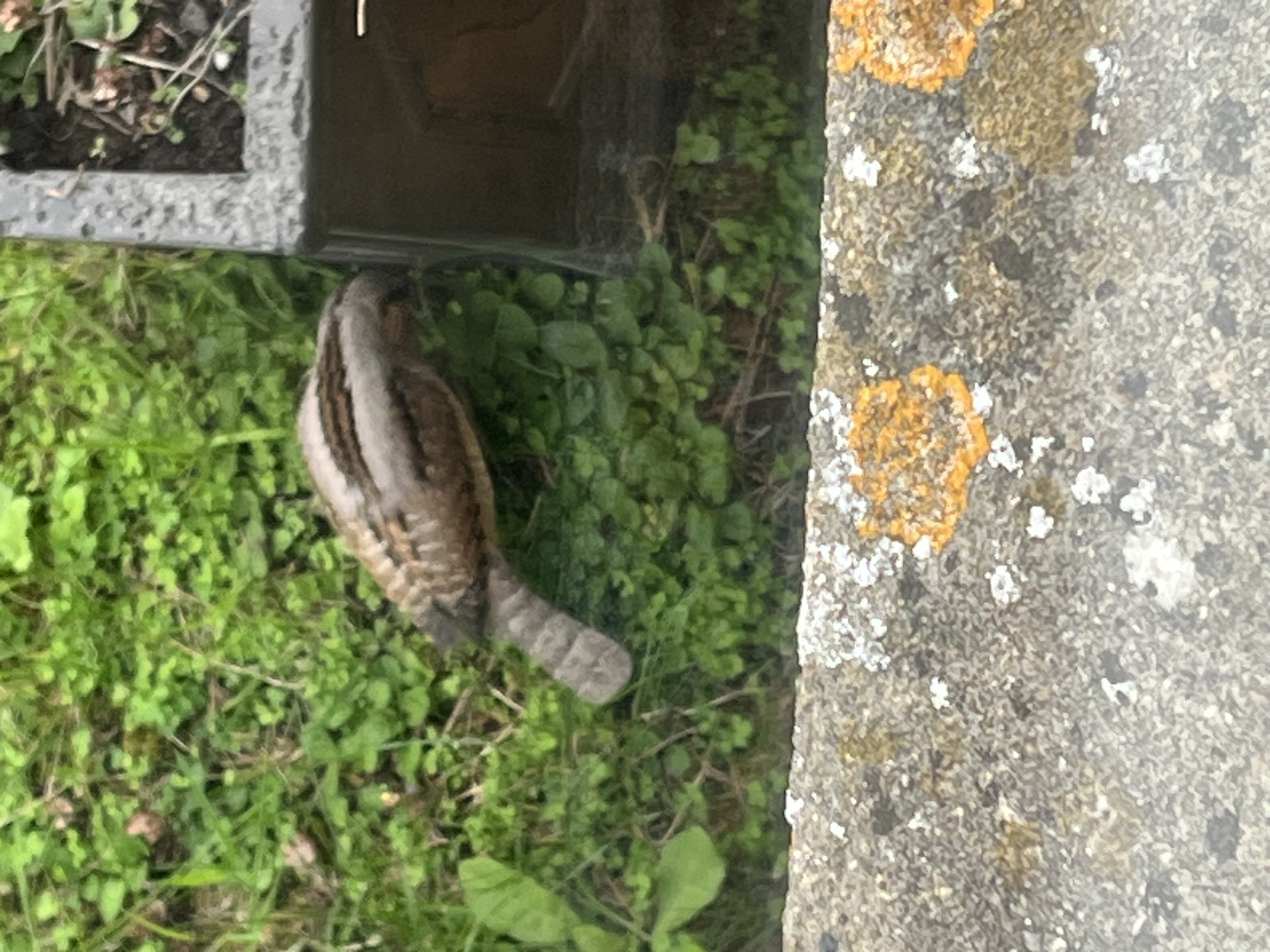 最近辨識的鳥類圖片