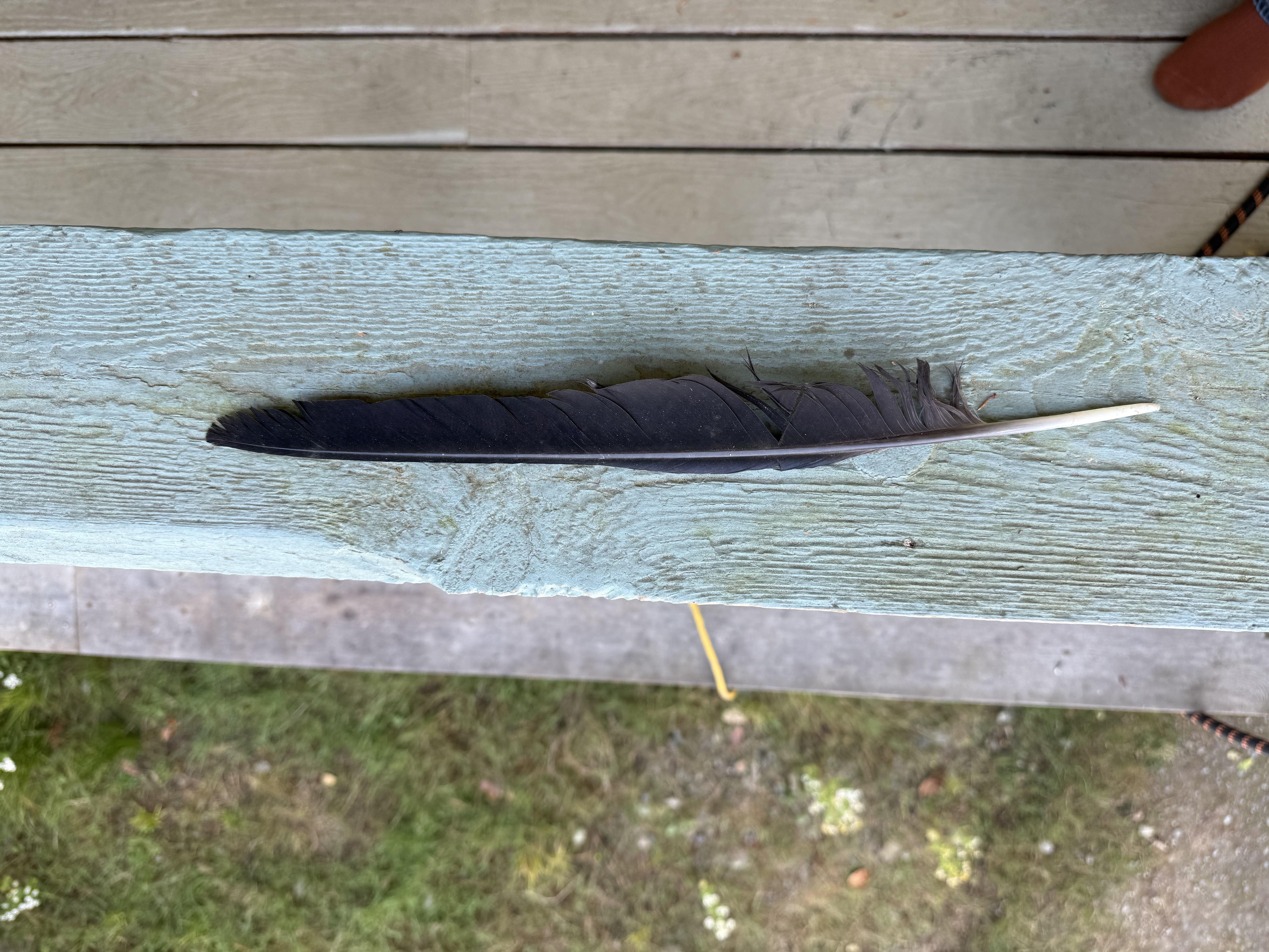 最近認識された鳥の写真