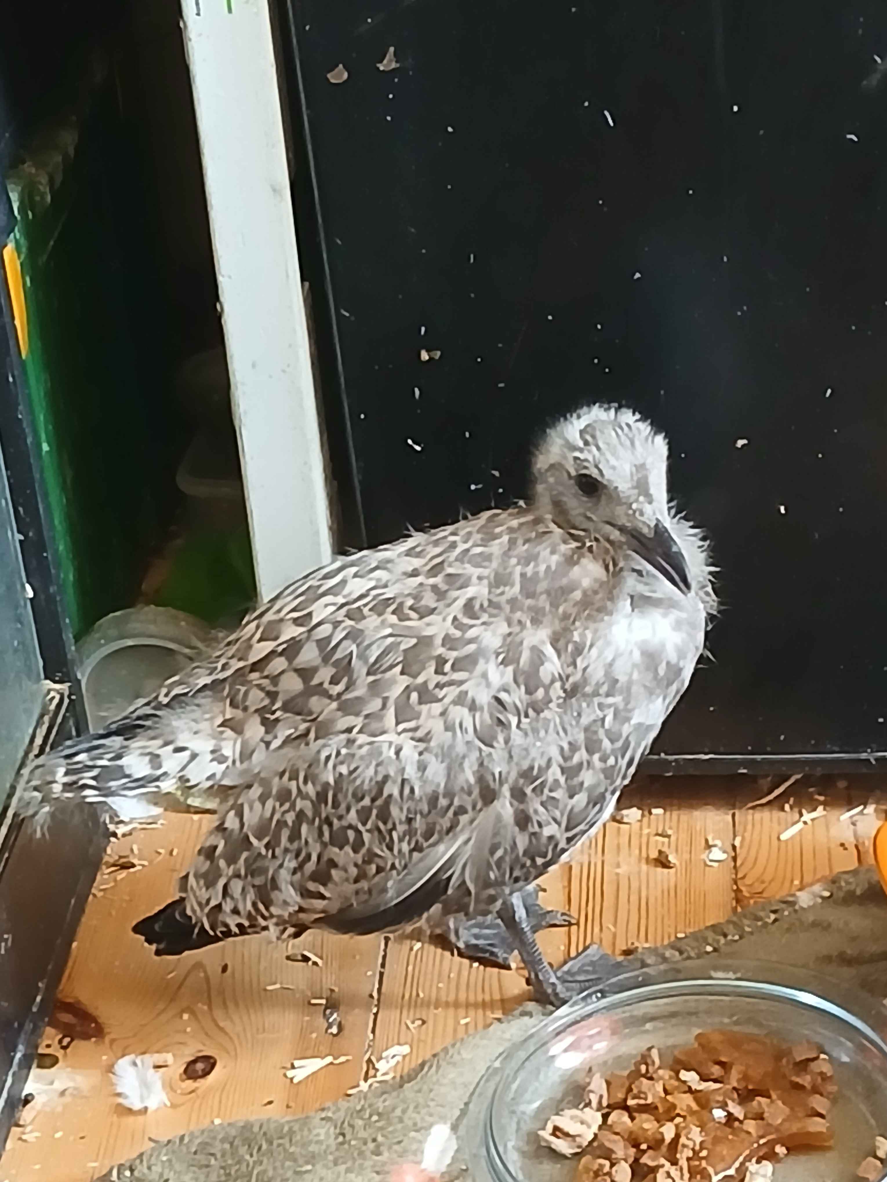 最近認識された鳥の写真