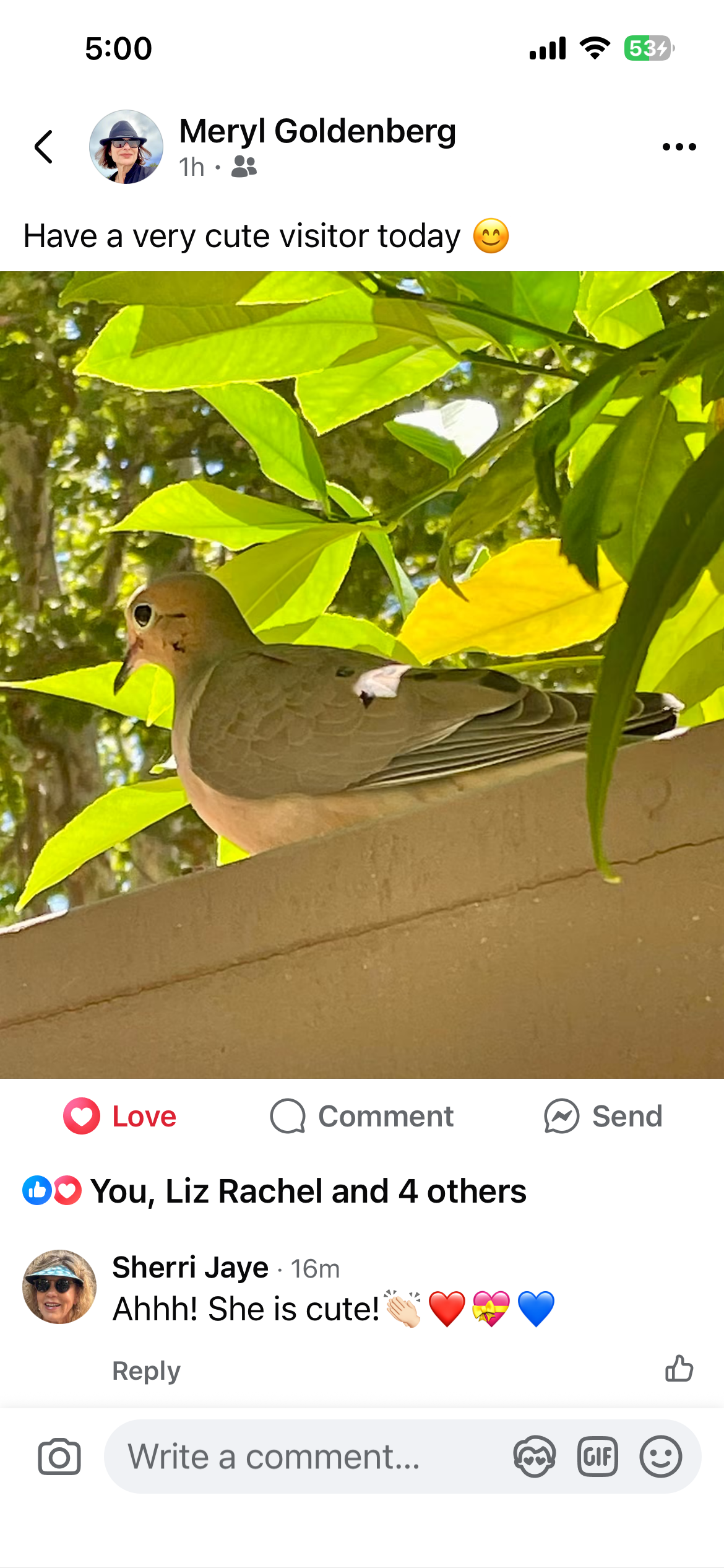 最近認識された鳥の写真