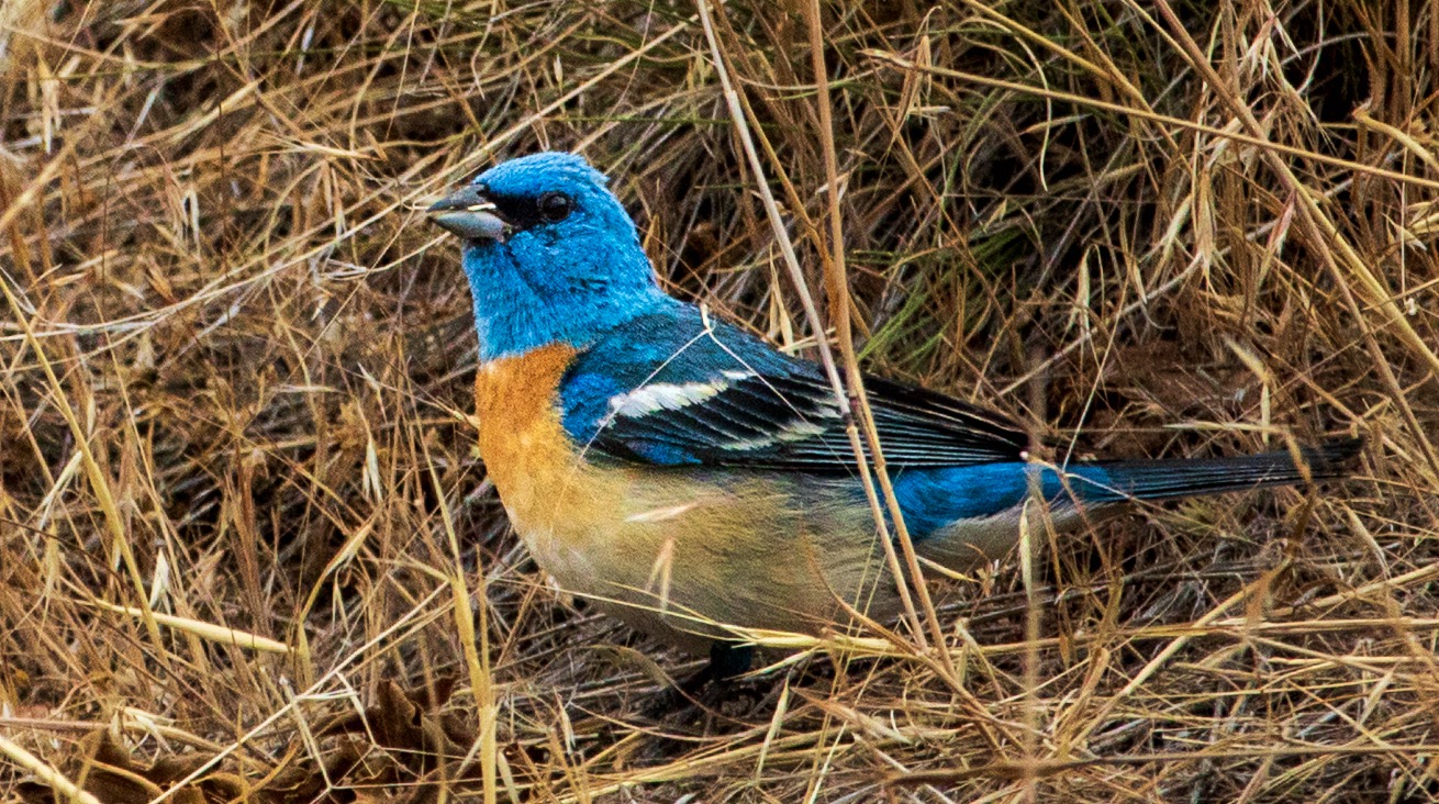 最近認識された鳥の写真
