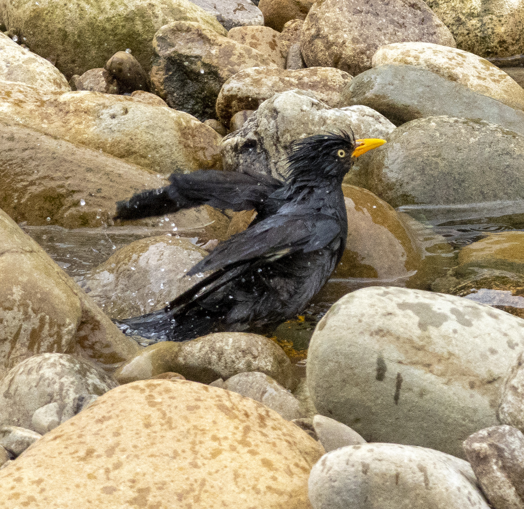 Recent bird photo