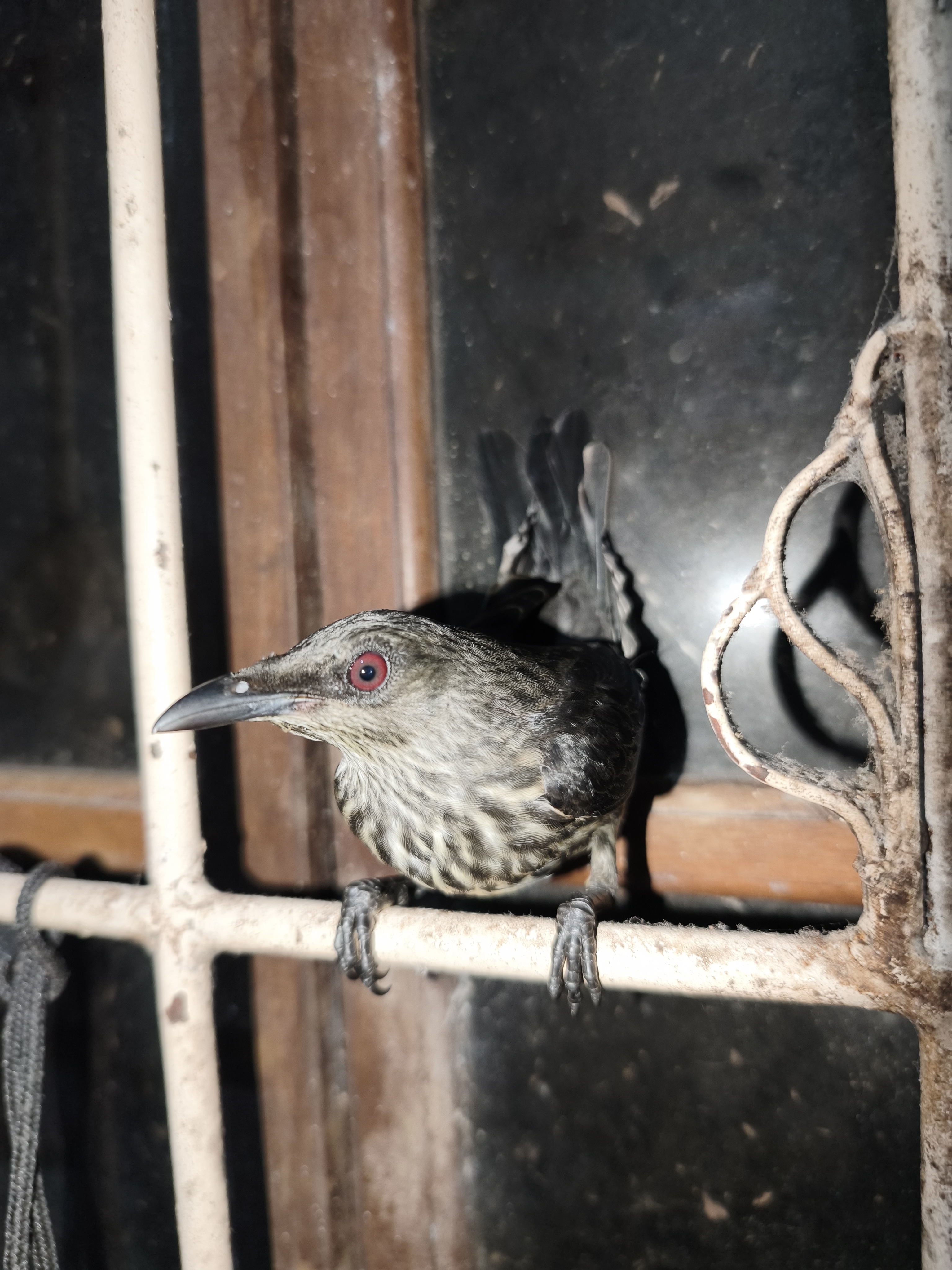 最近認識された鳥の写真