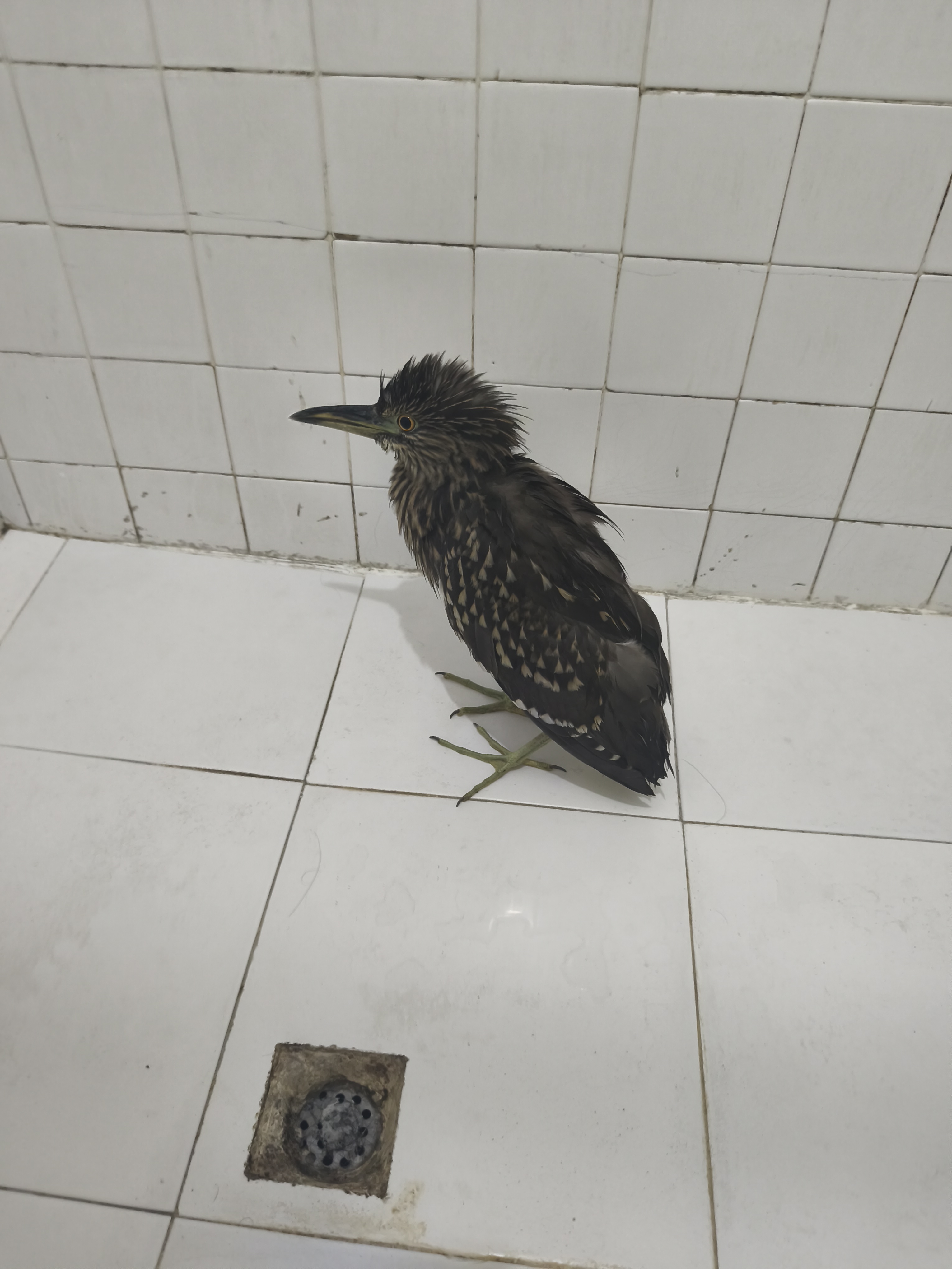 Yellow-crowned Night-Heron